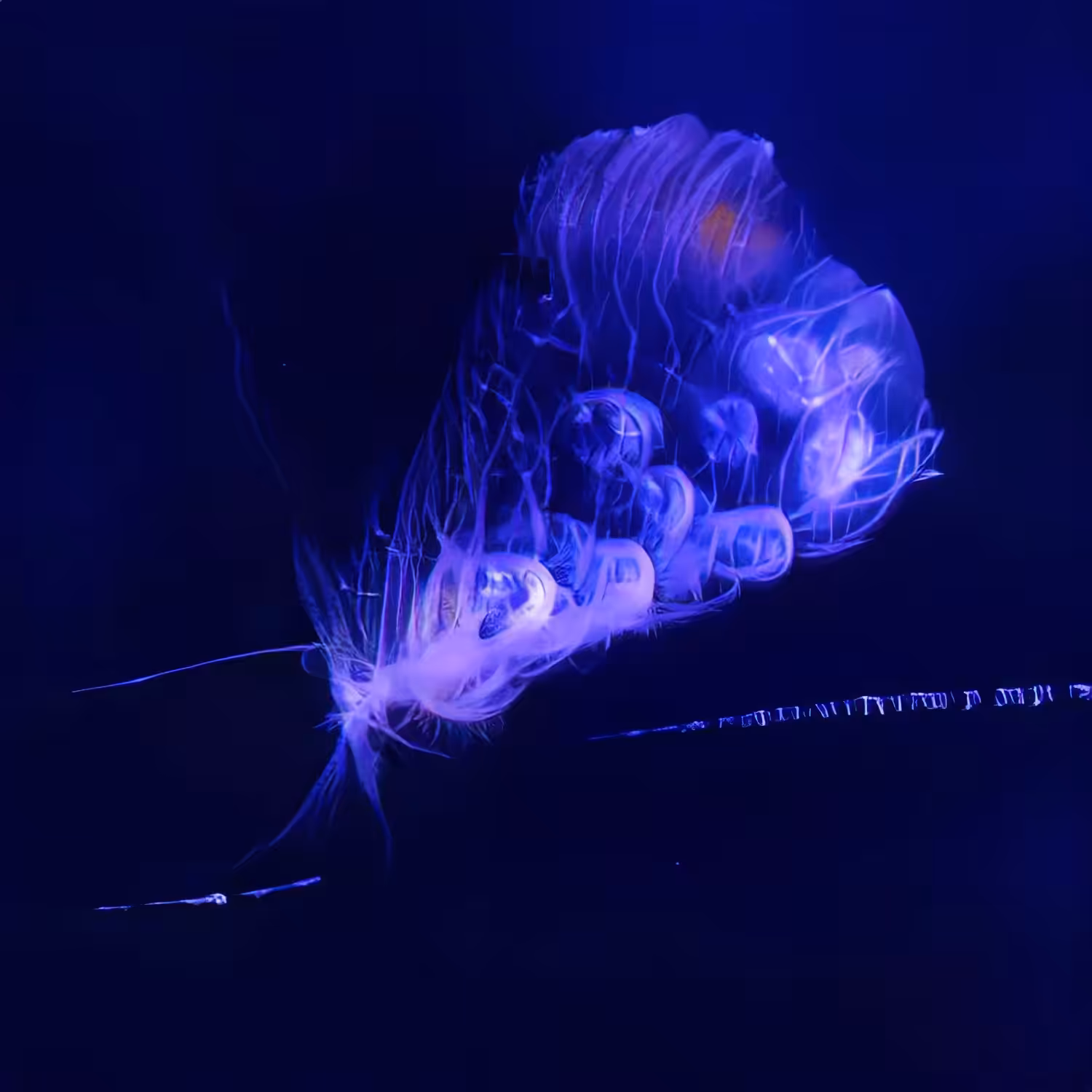 Emergent Finale 00432