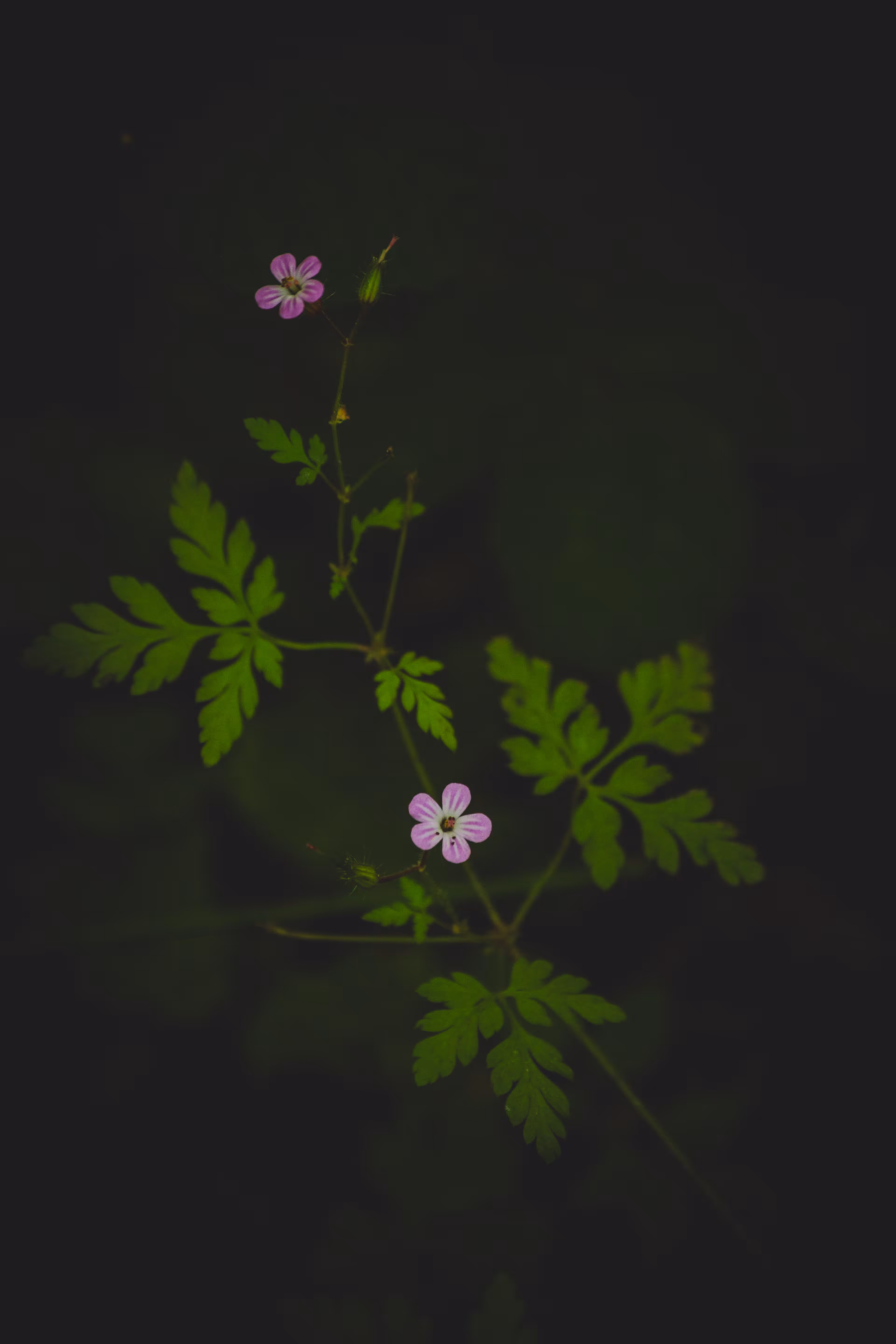 Subtle Bloom