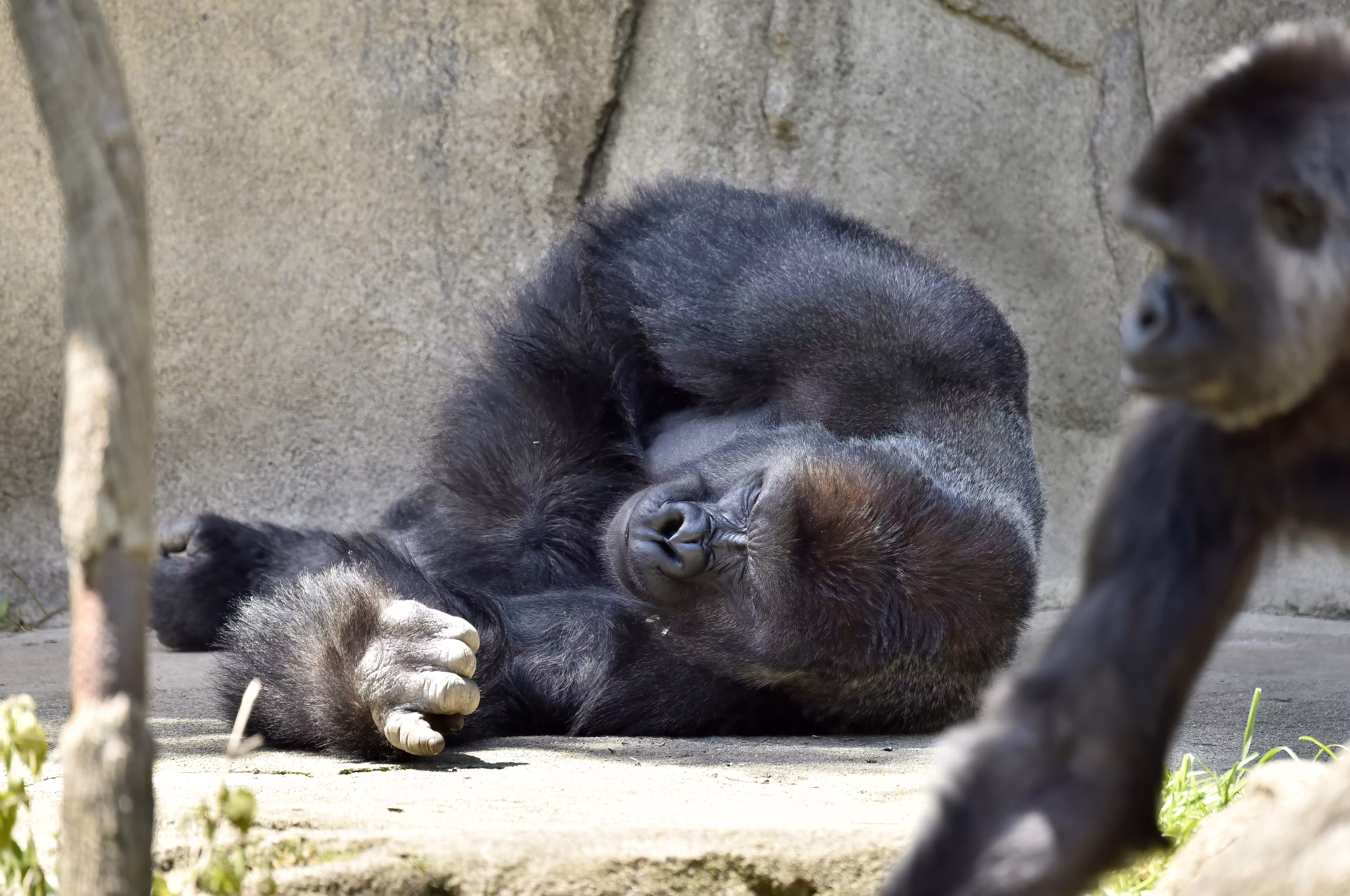 LEGENDS: HARAMBE: LEGENDS #245