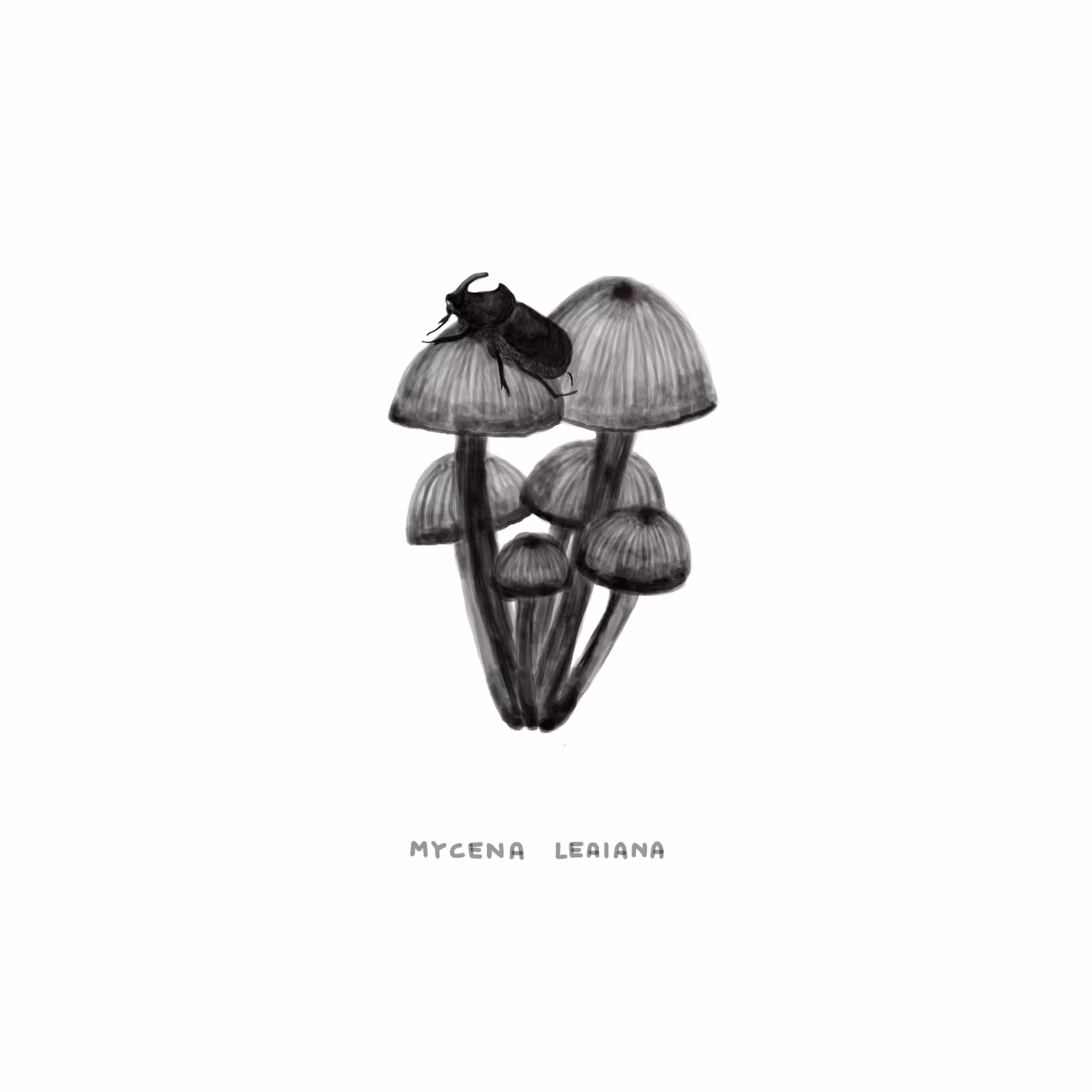 #15 OUTPOST - Mycena Leaiana