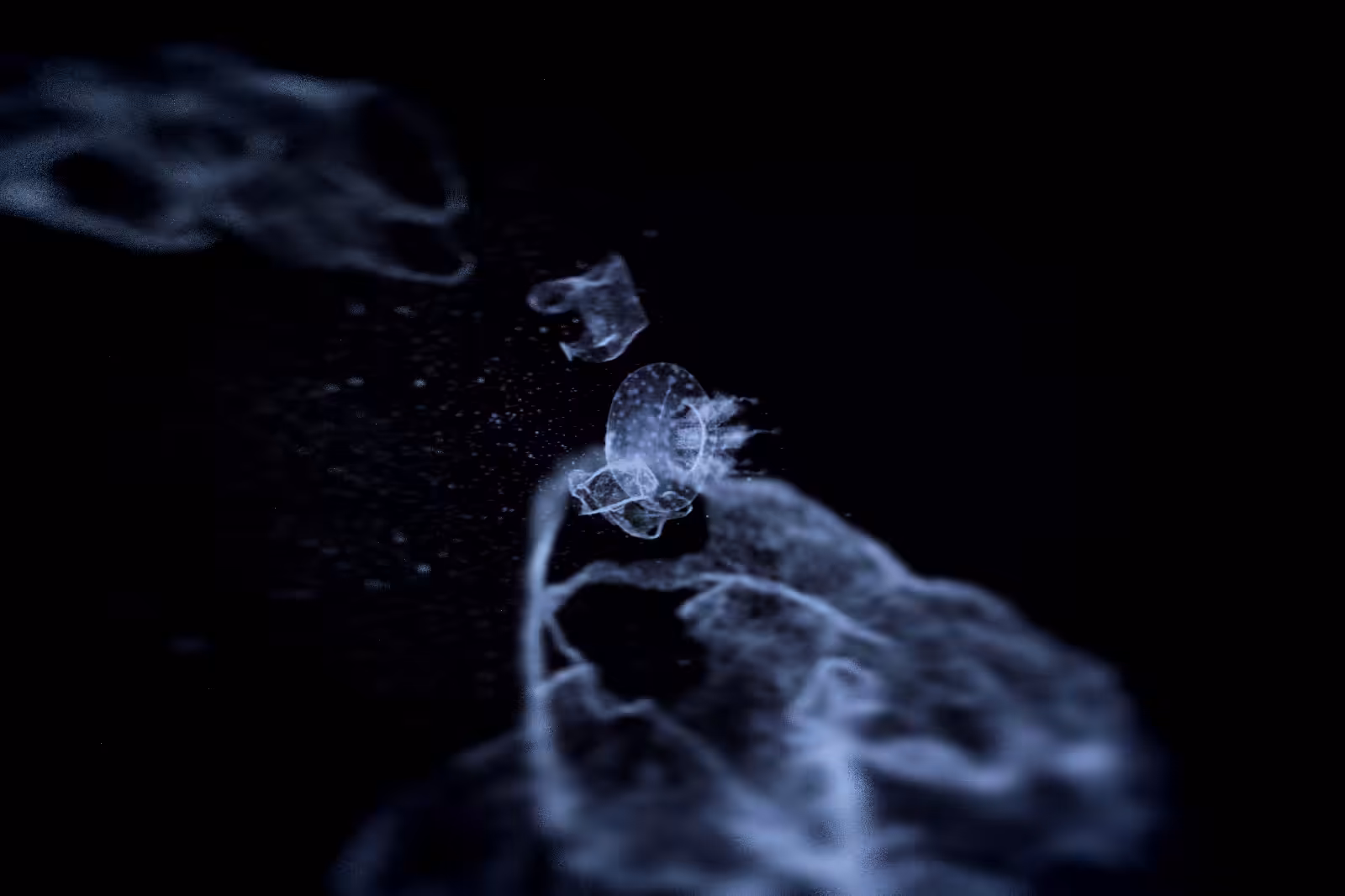 Turtle Vision #183
