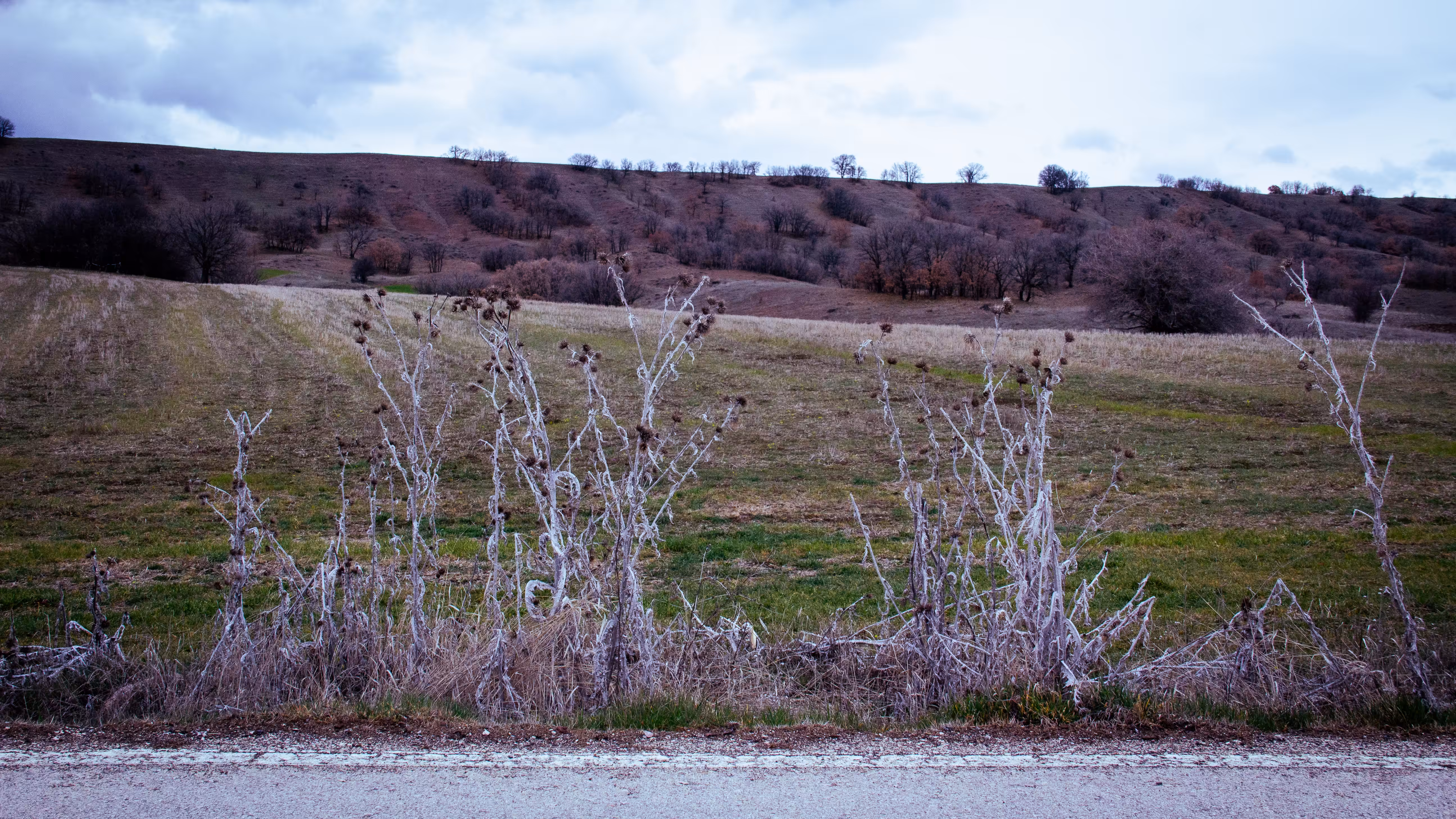 The Skeletal Bloom