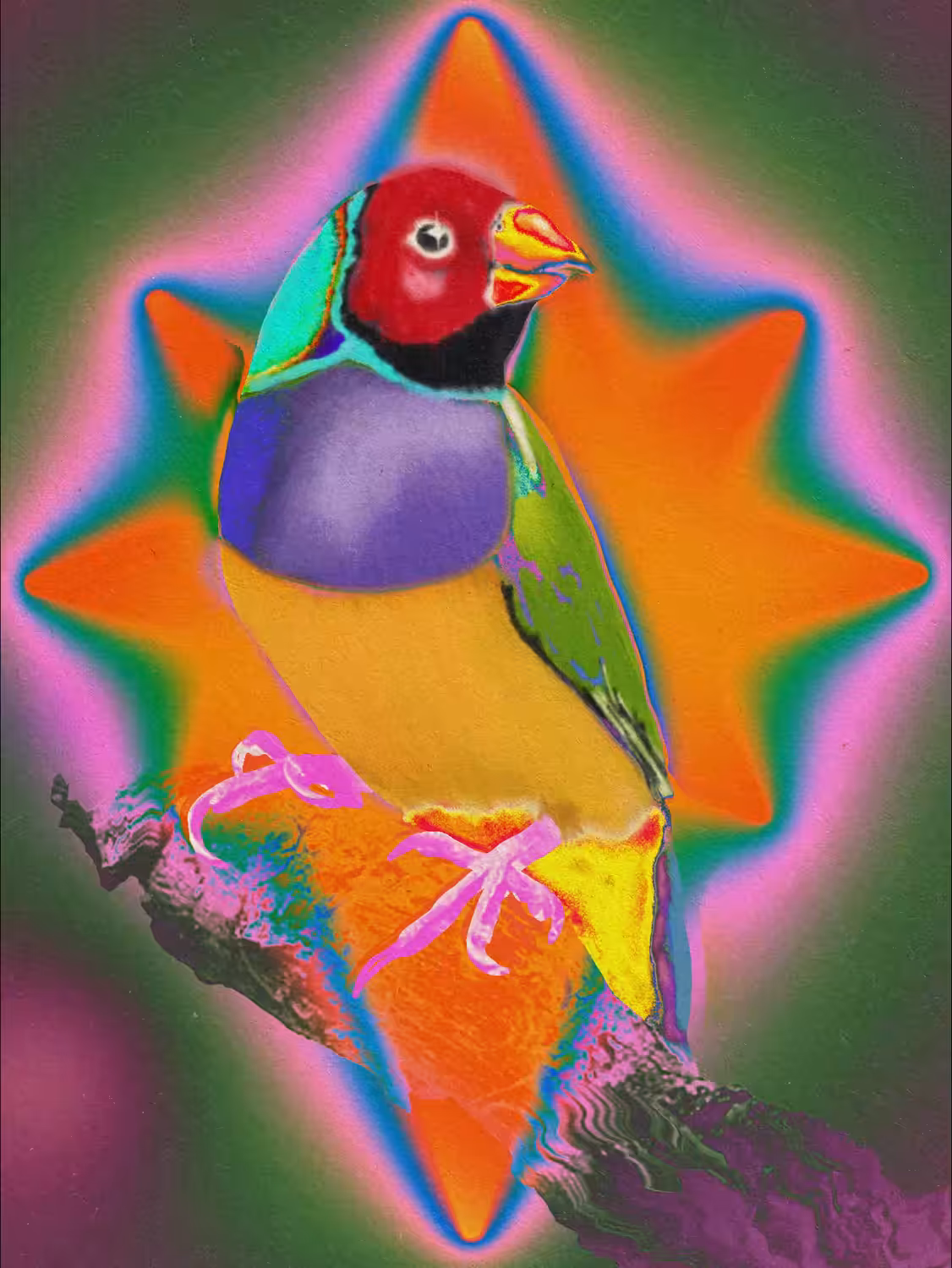 Gouldian finch