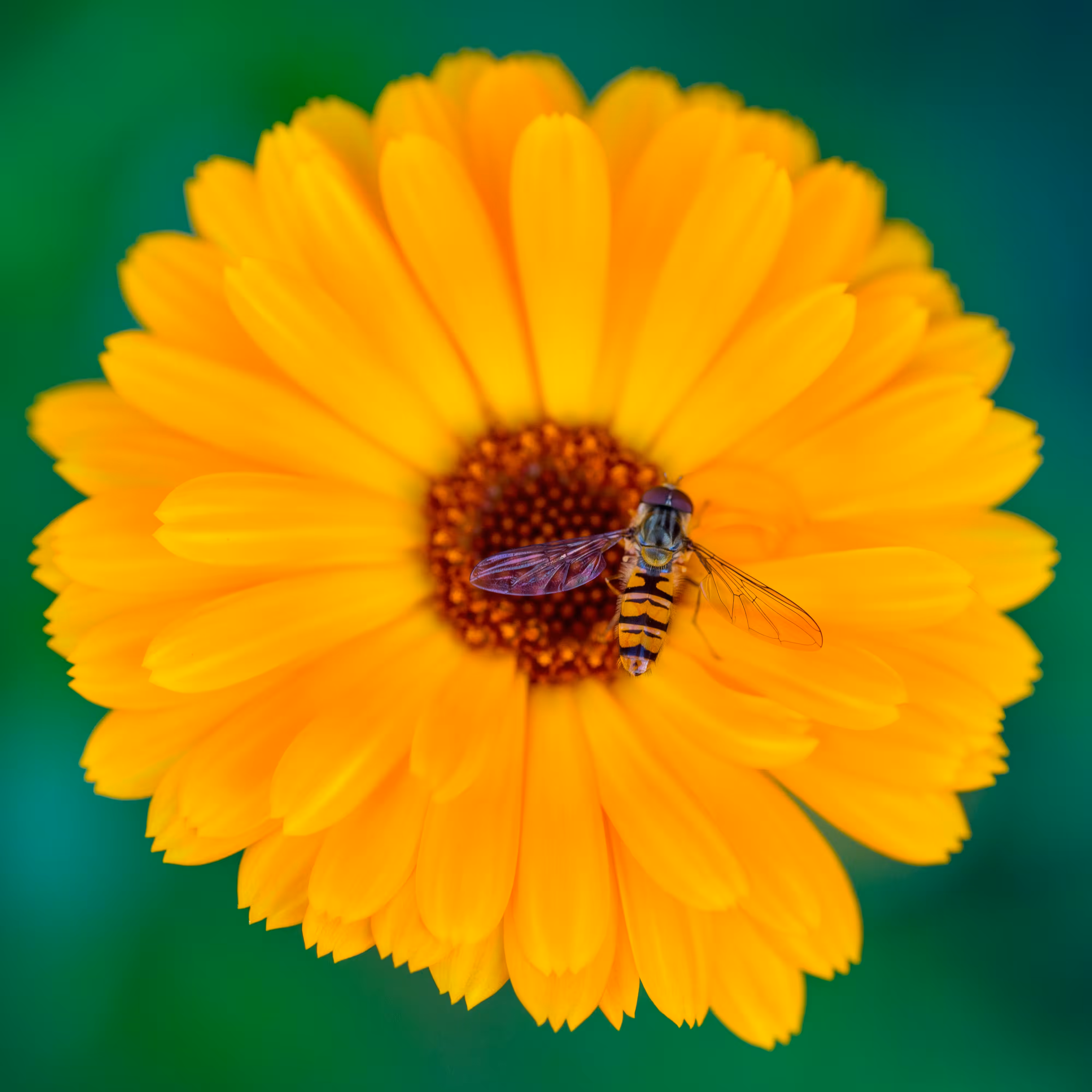 Hoverfly on flower