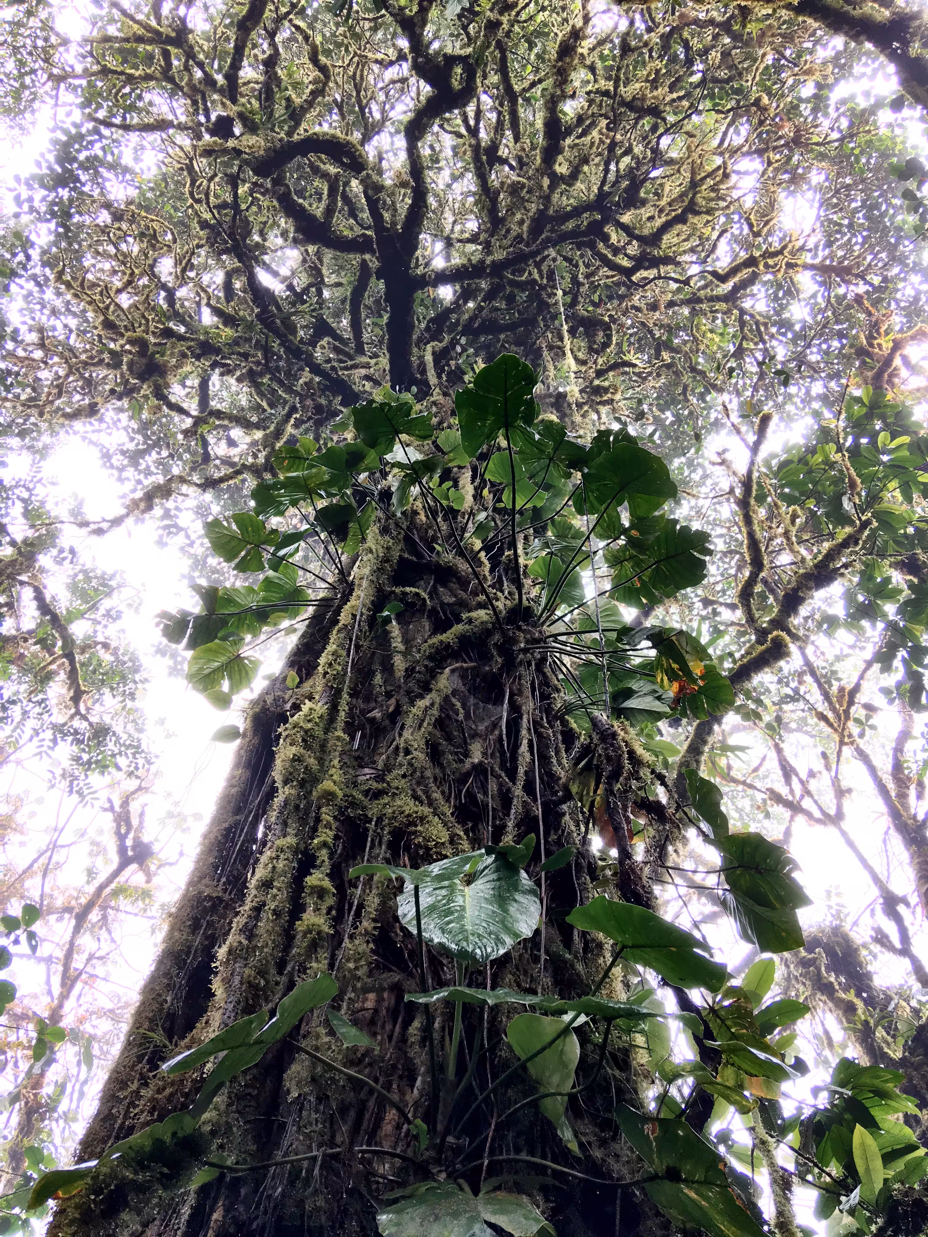 Mother Nature