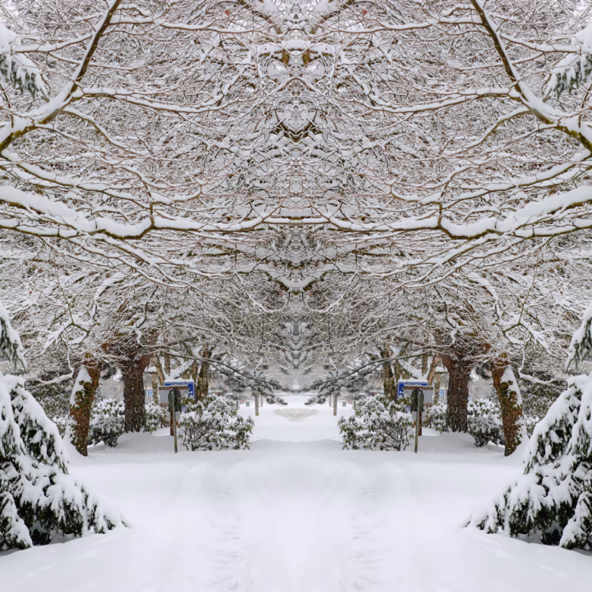 Winter Wonder