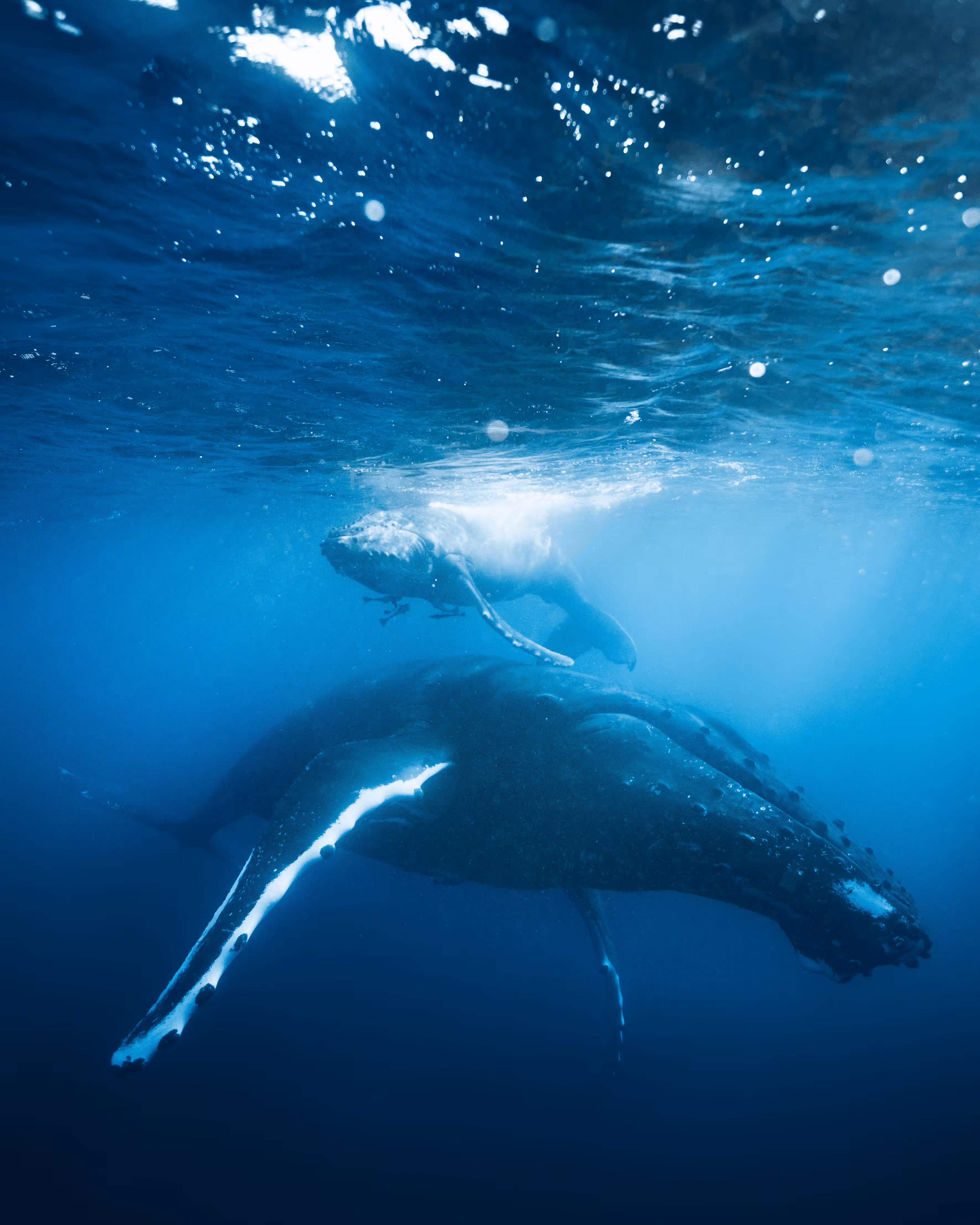 #38. Tonga