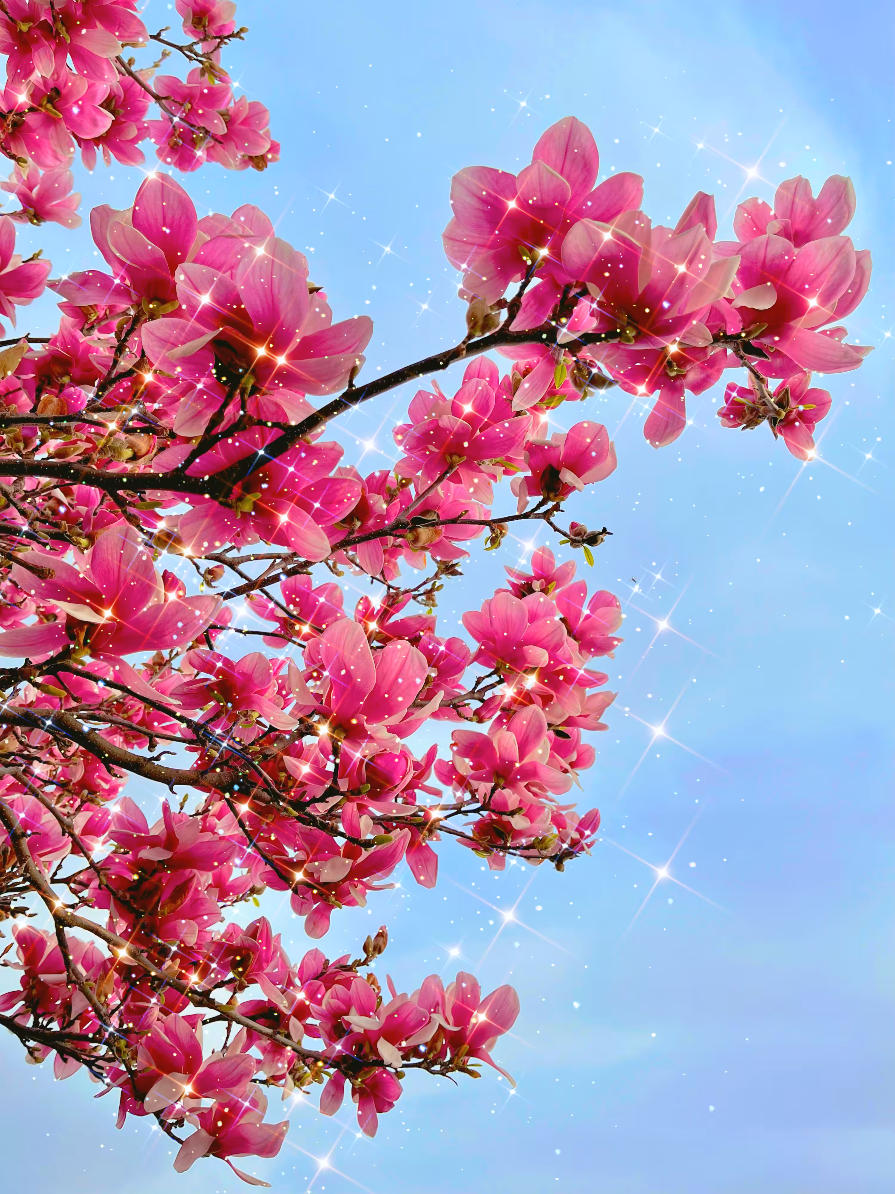 Magnolia
