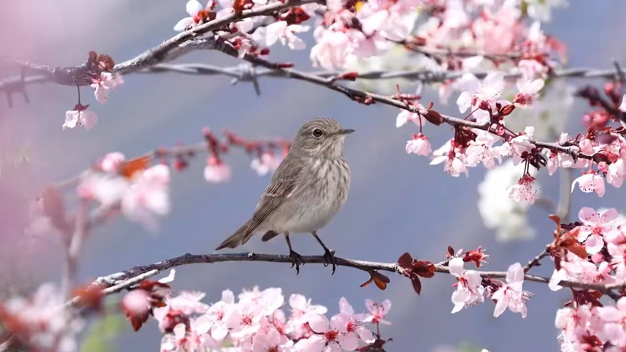 Birds Observations: Mizzle, Where Water Meets Sun