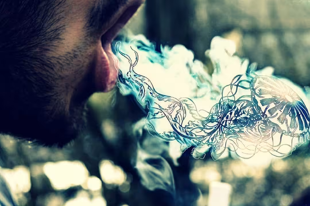 jellyfish taste 