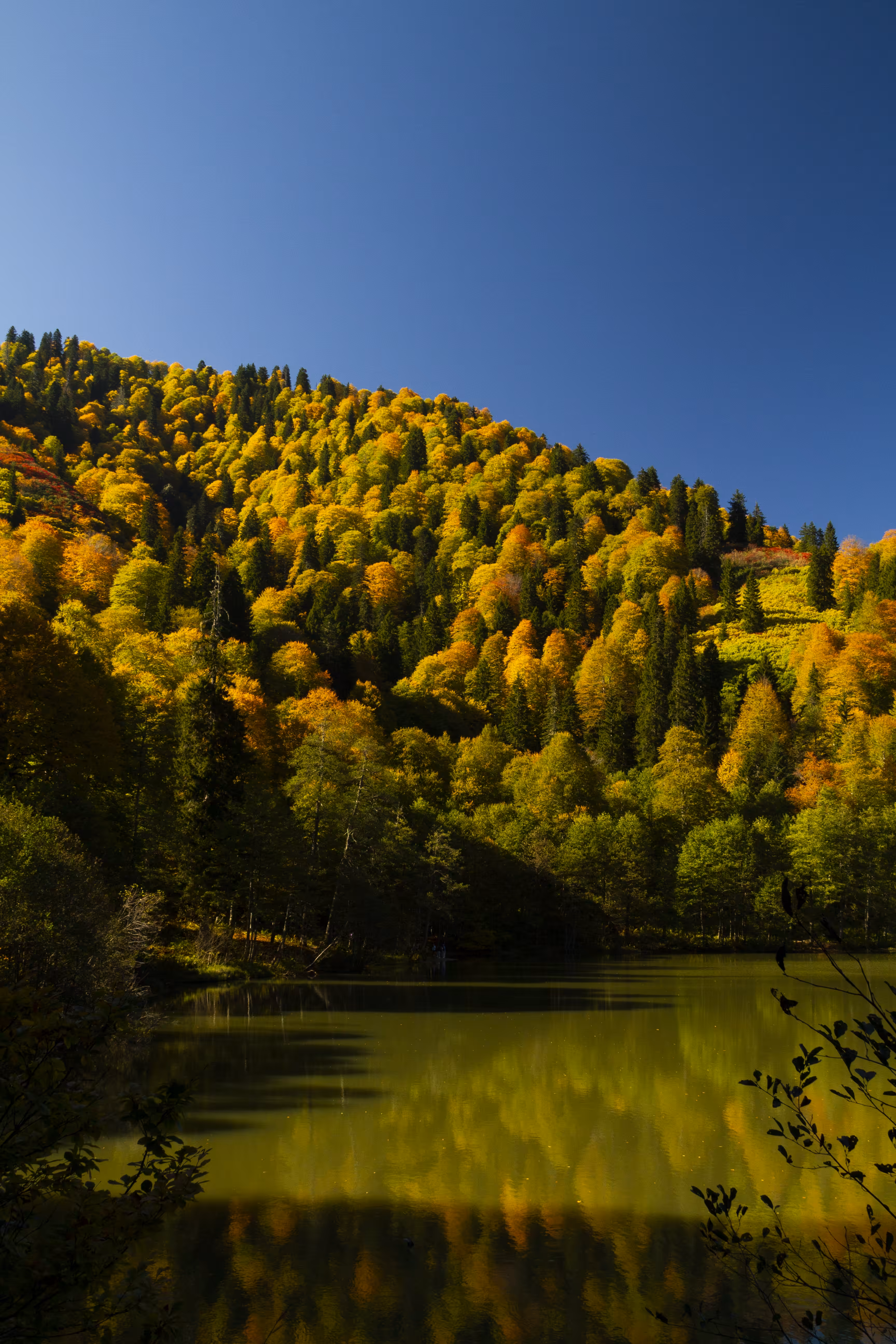 Autumn's Palette