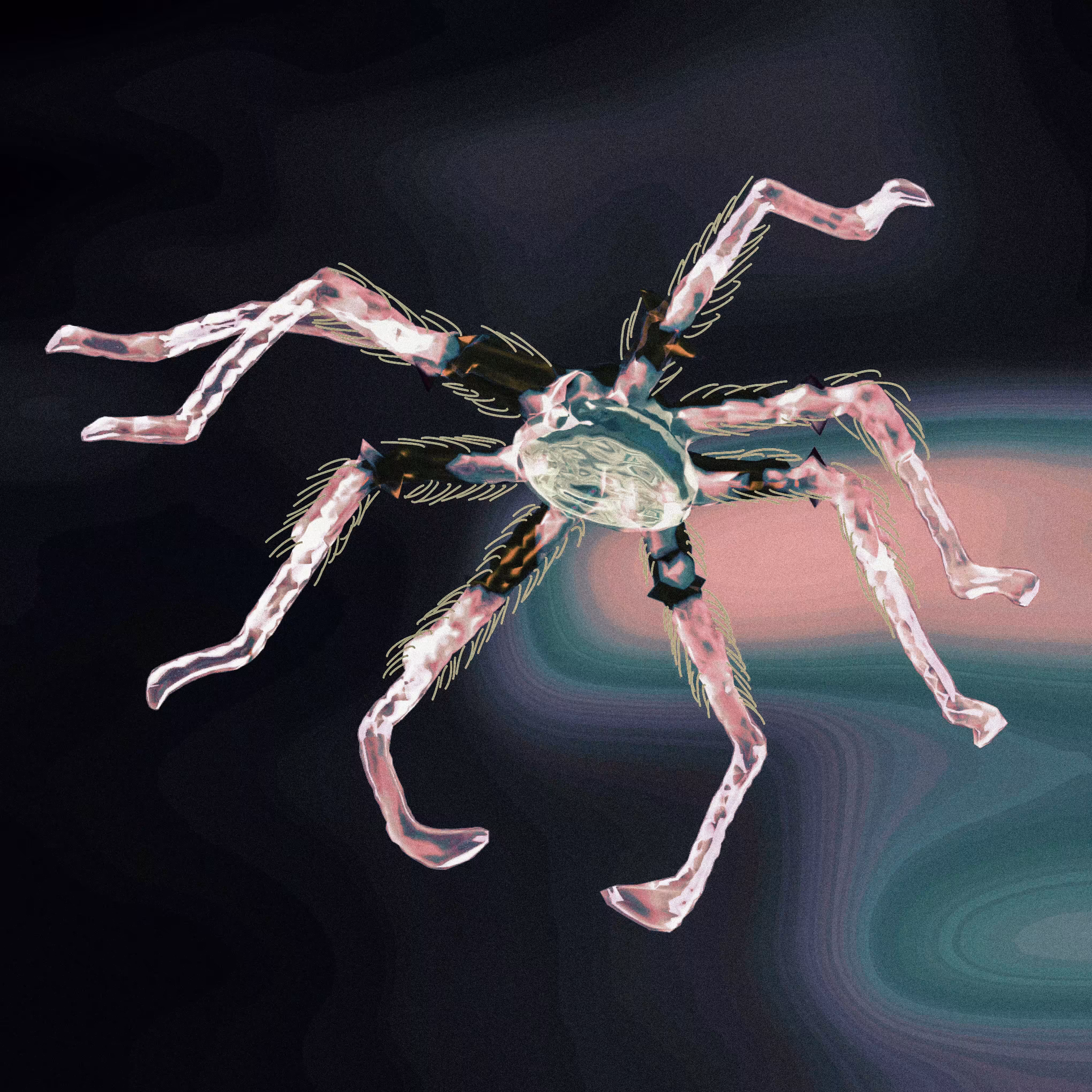 Sea Spider