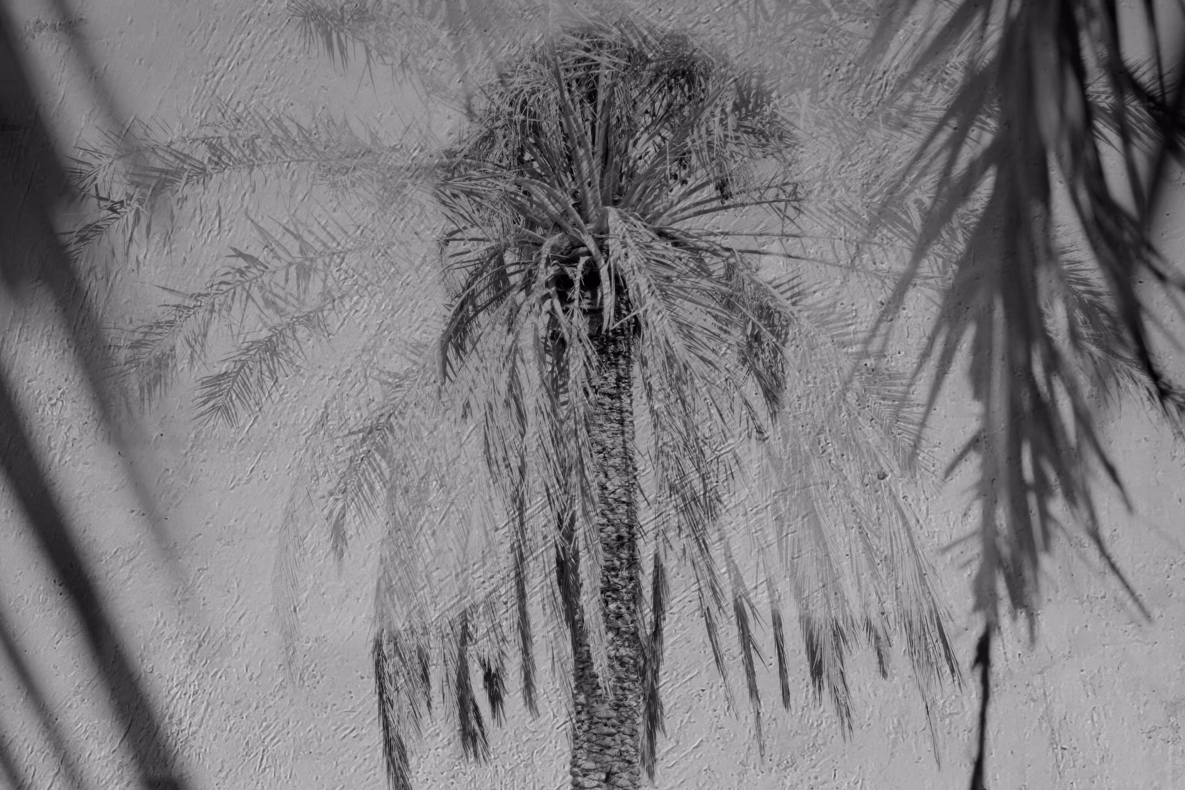 Palm Swirl