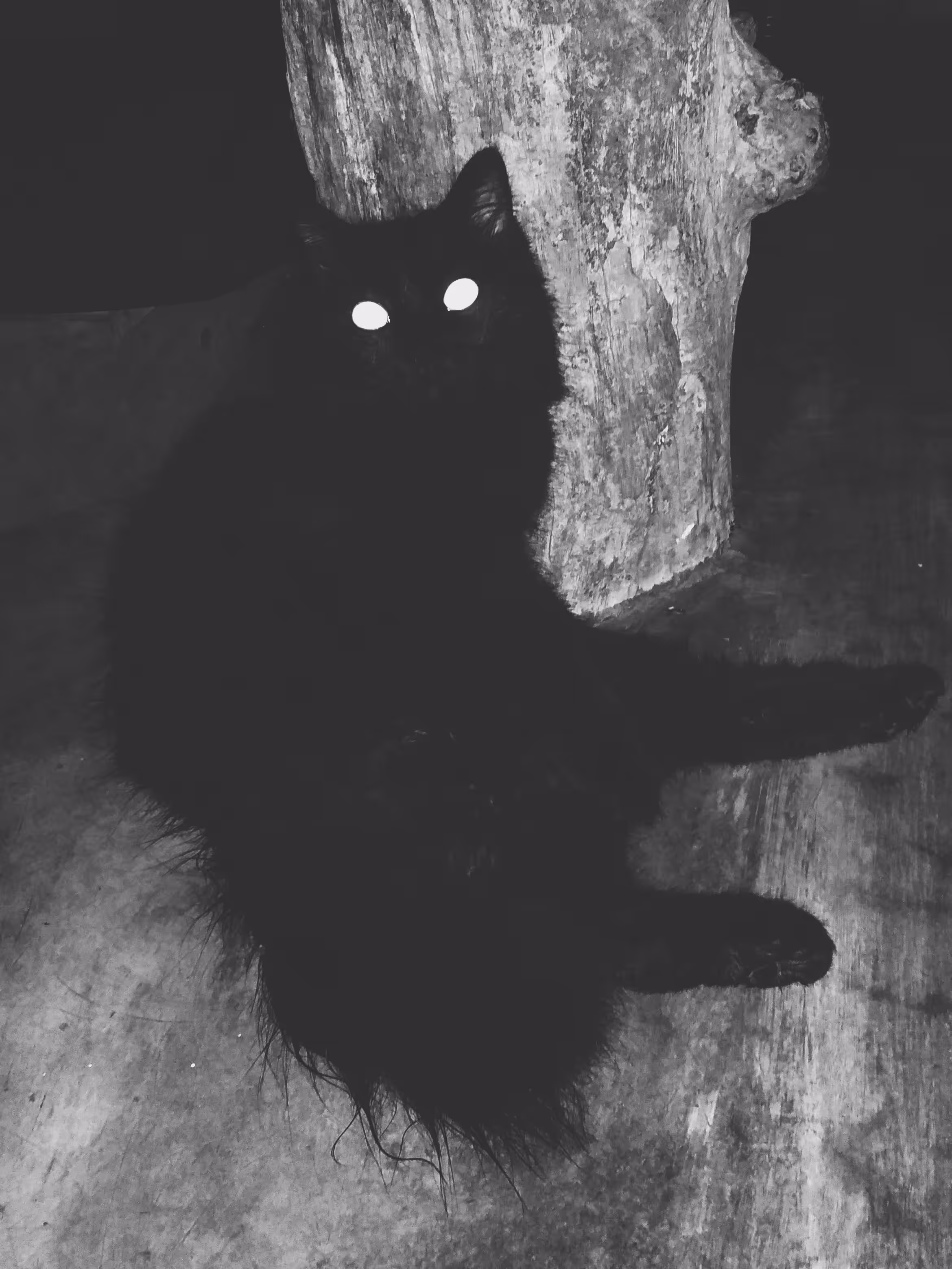 An Unknown Black Cat With Shining Eyes