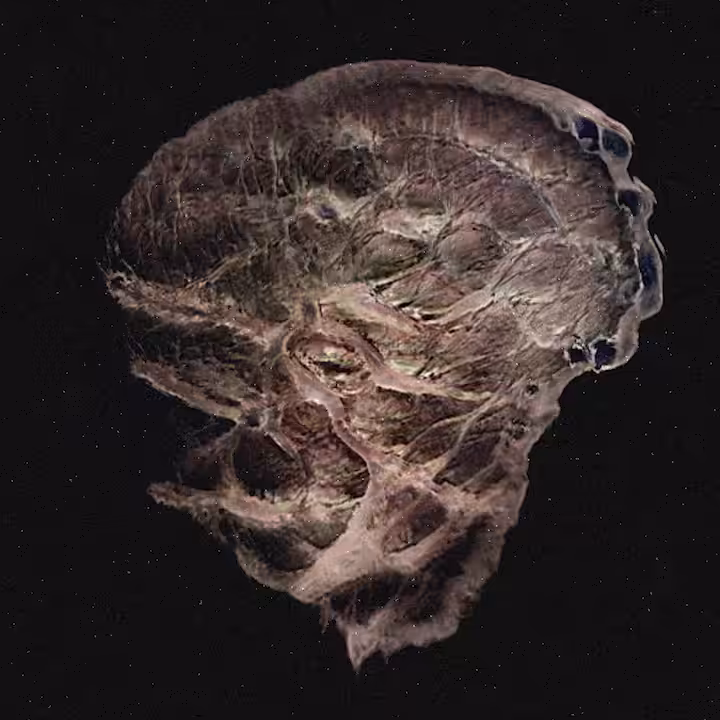 Meat Flux:Formless