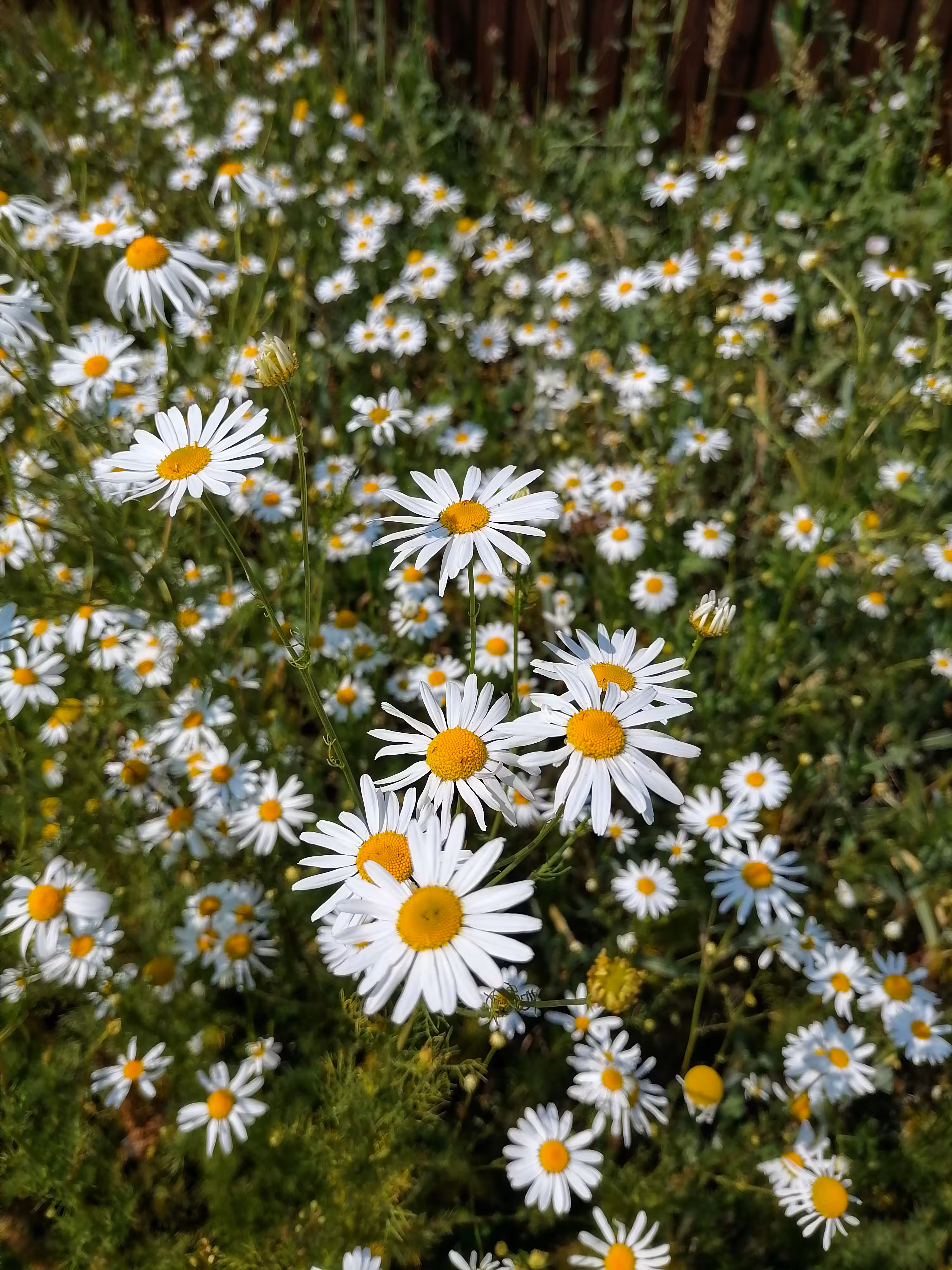 Chamomile field