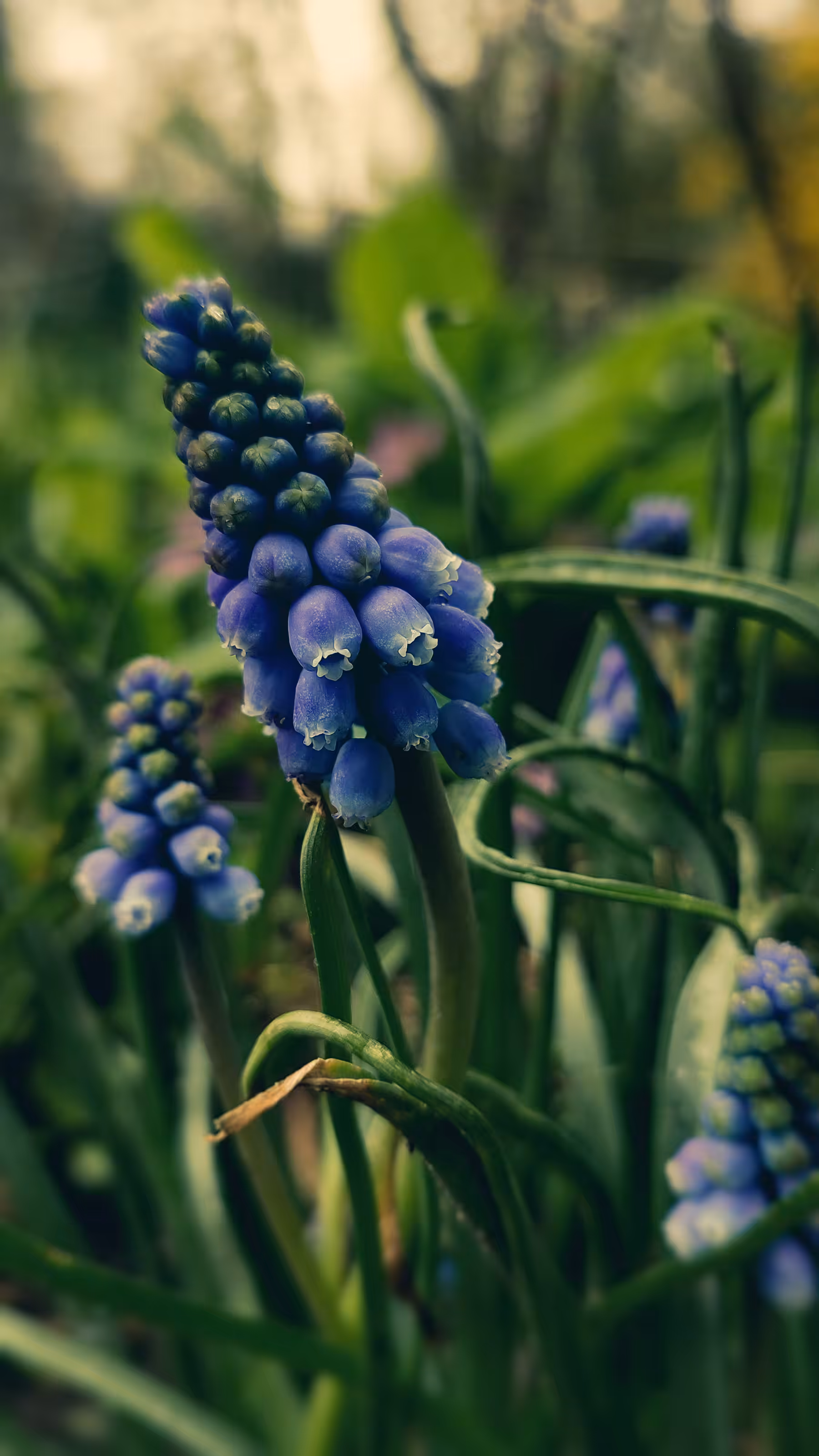 Blue Bloom