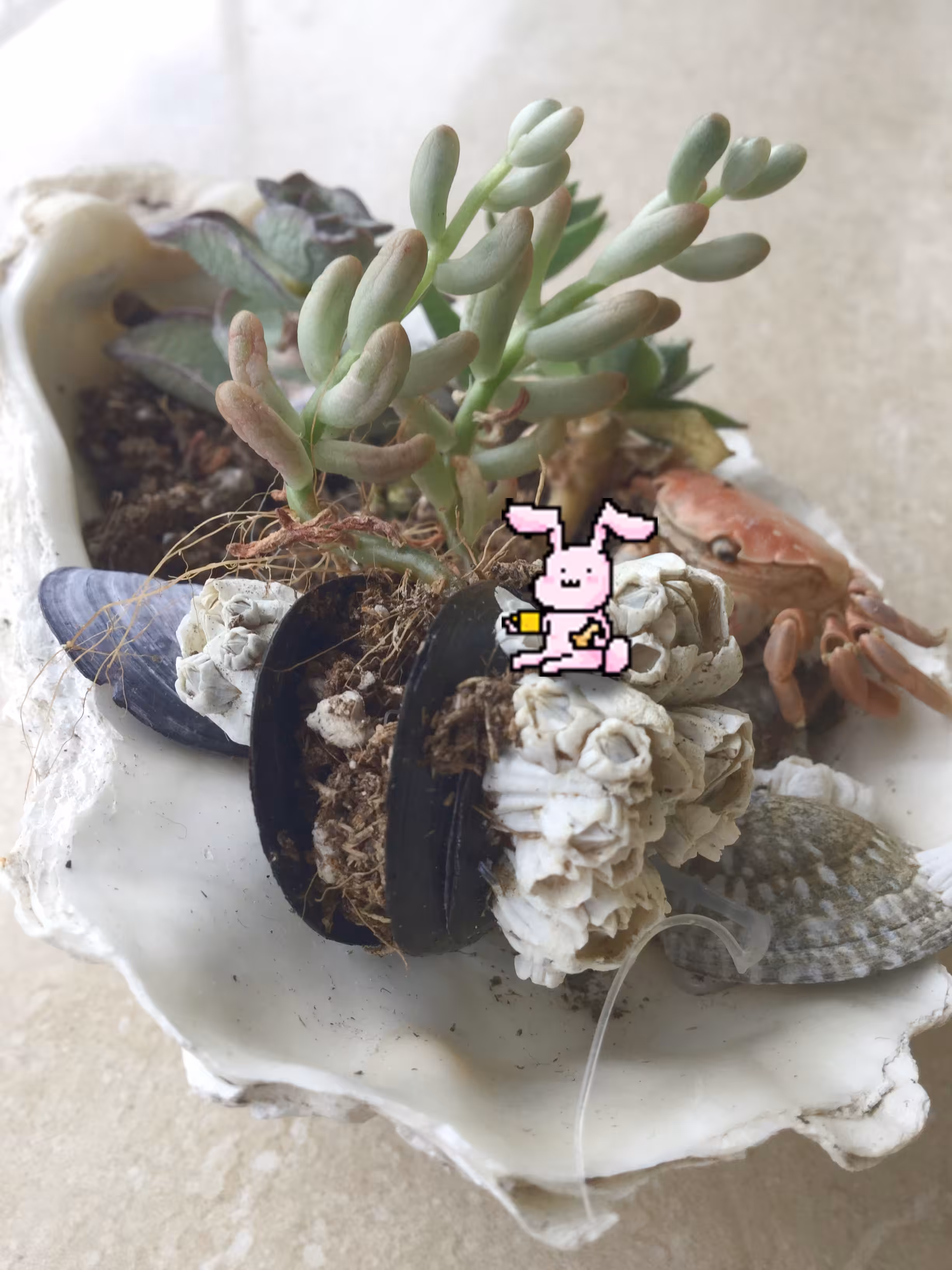 Breakfast on the shell