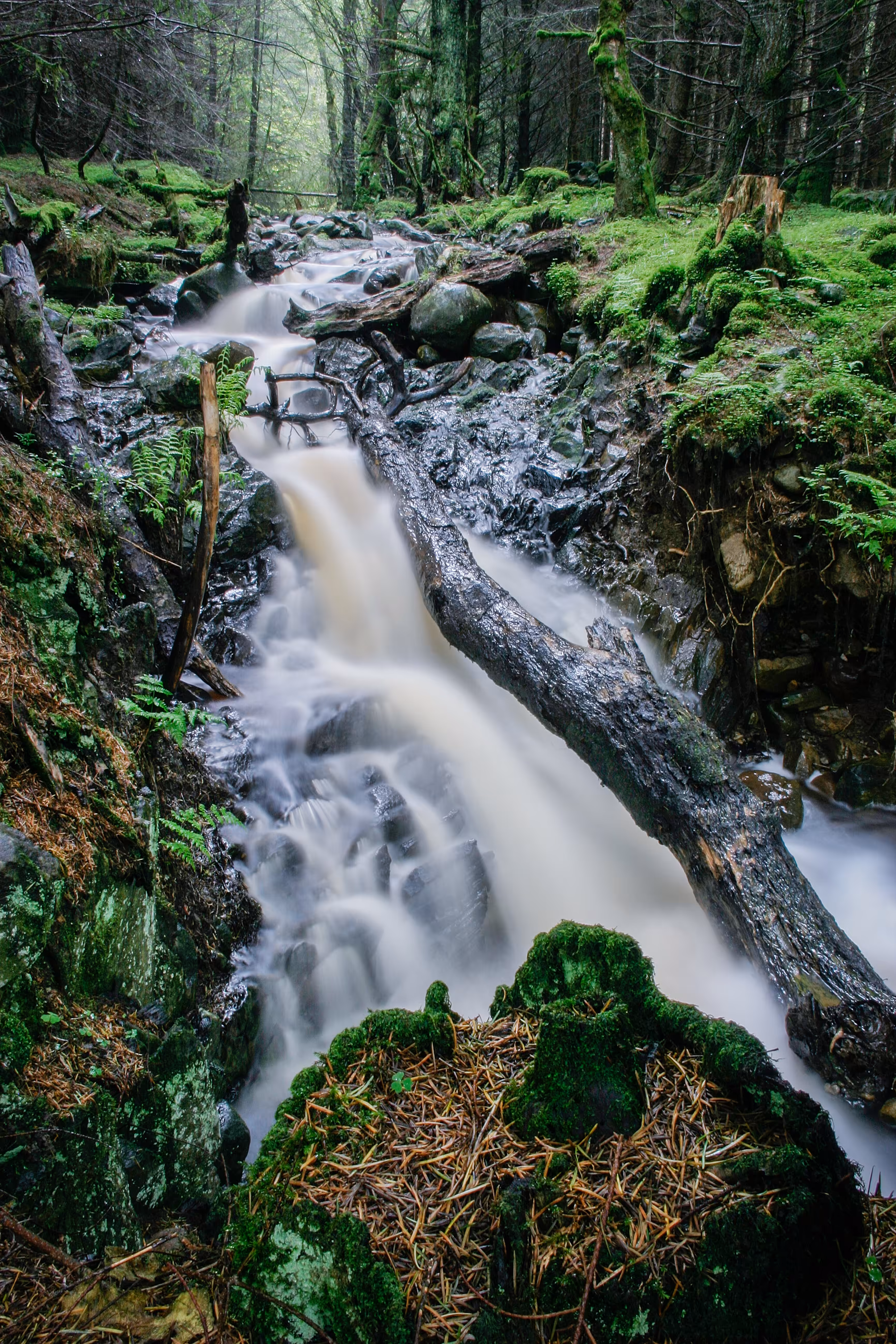 Forest Stream