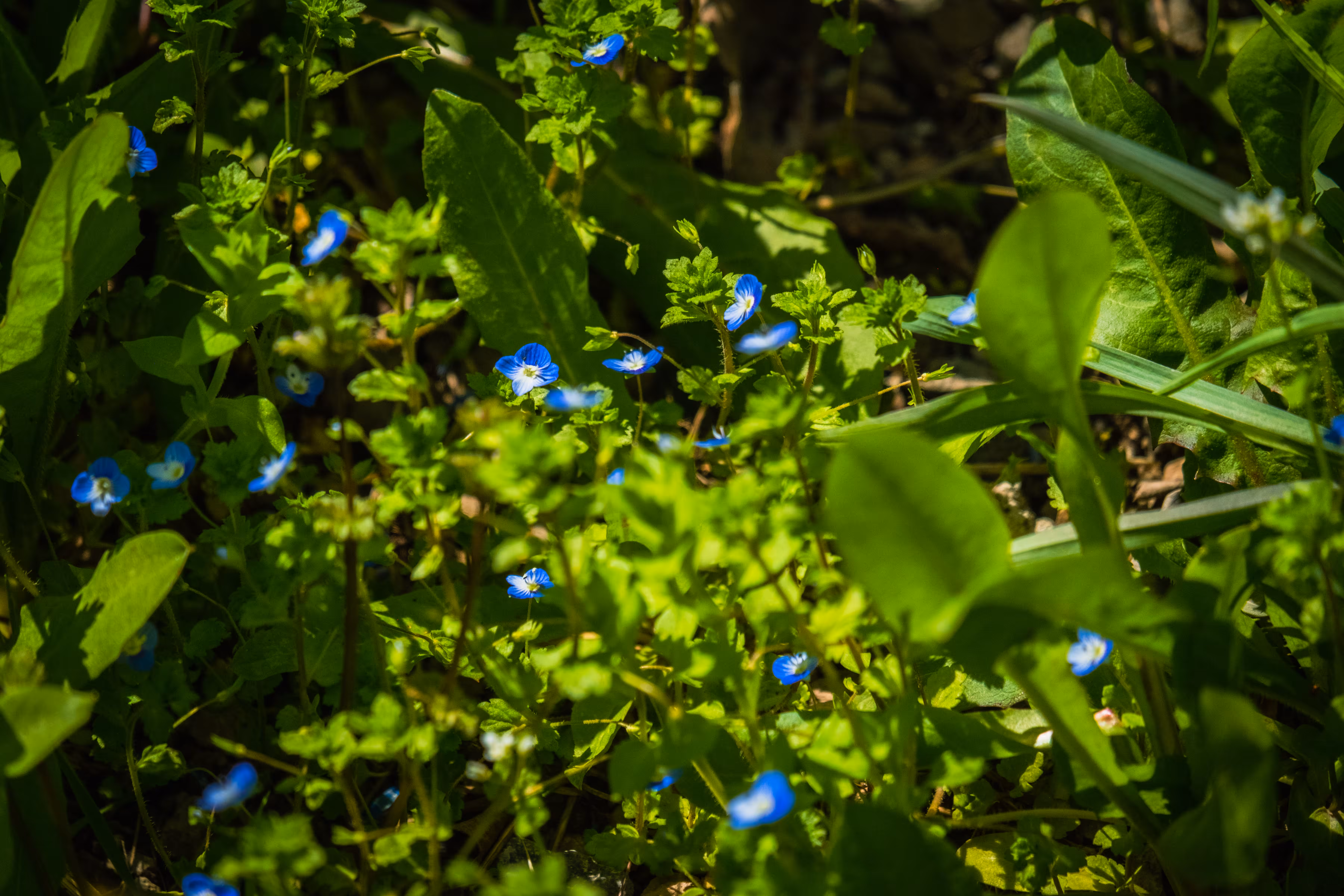 Azure Gems of the Meadow