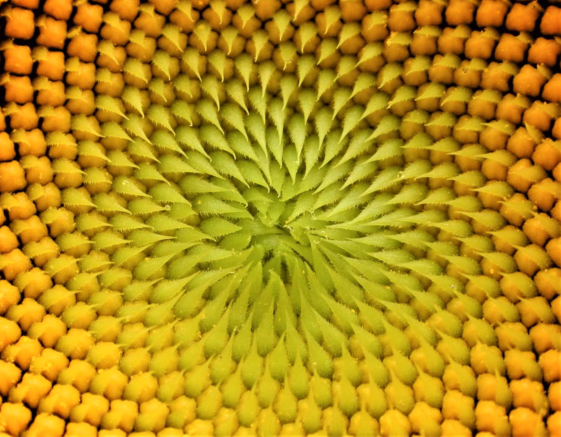 XTZ Flower 12