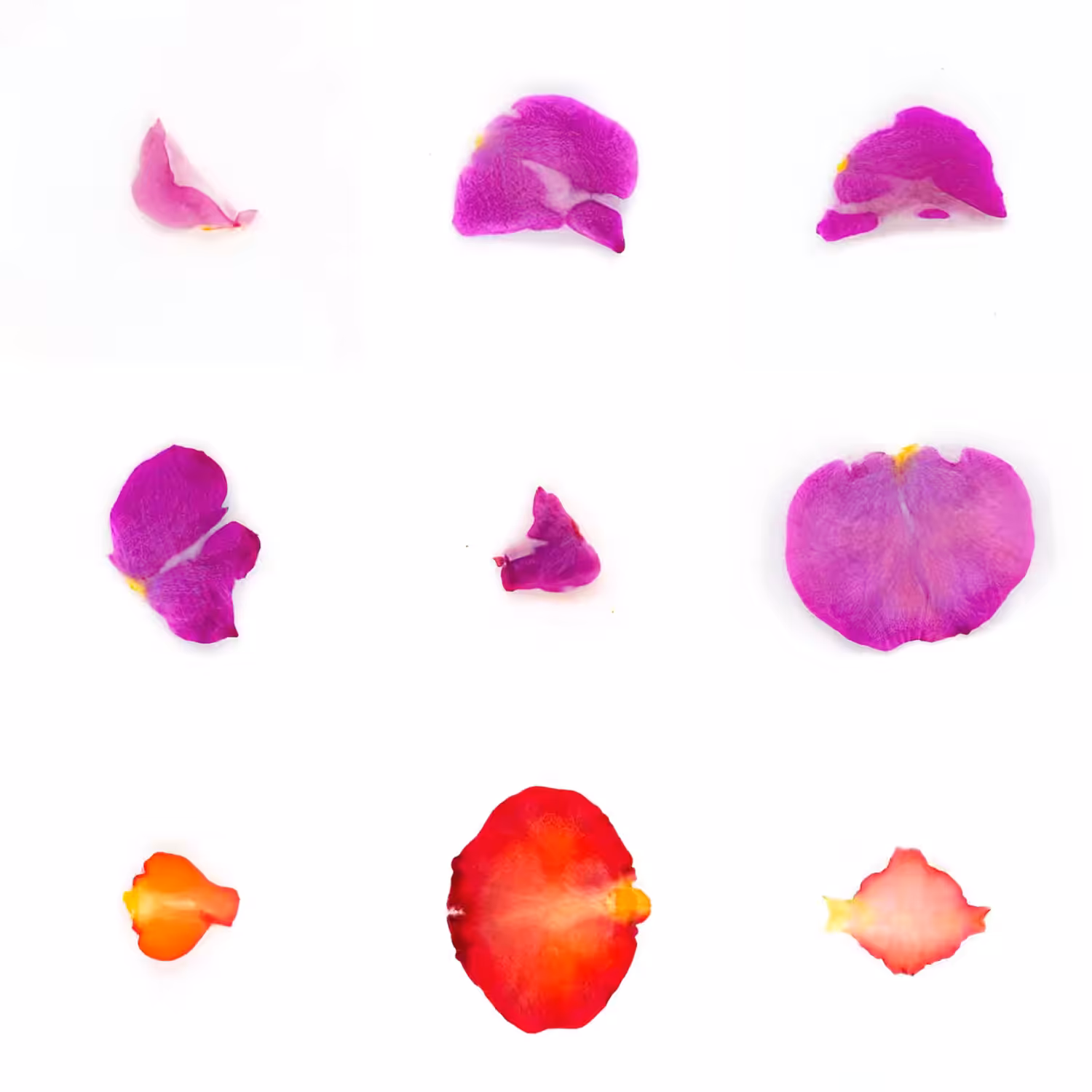 Infinite Petals 3x3#3421
