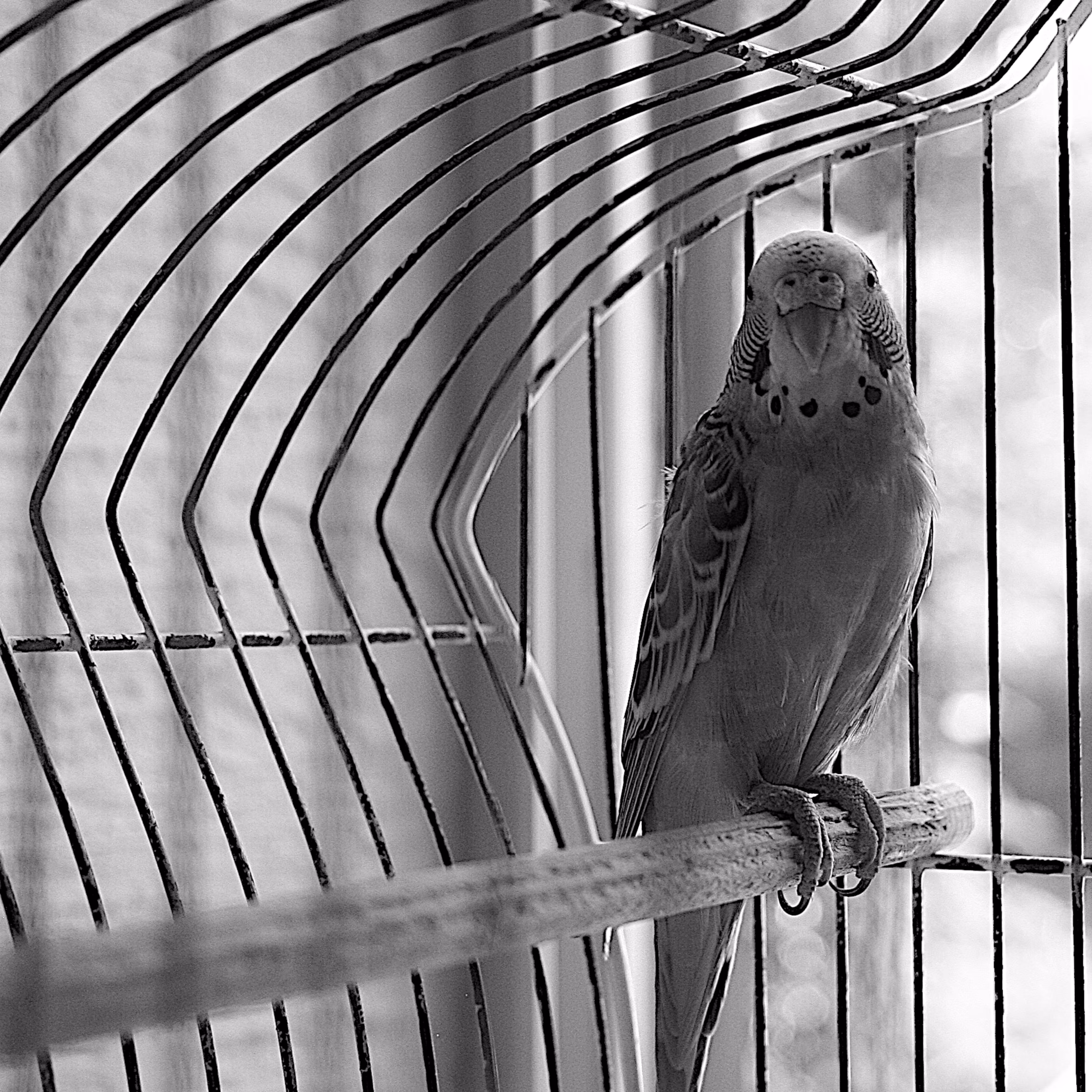 Happy Budgie 