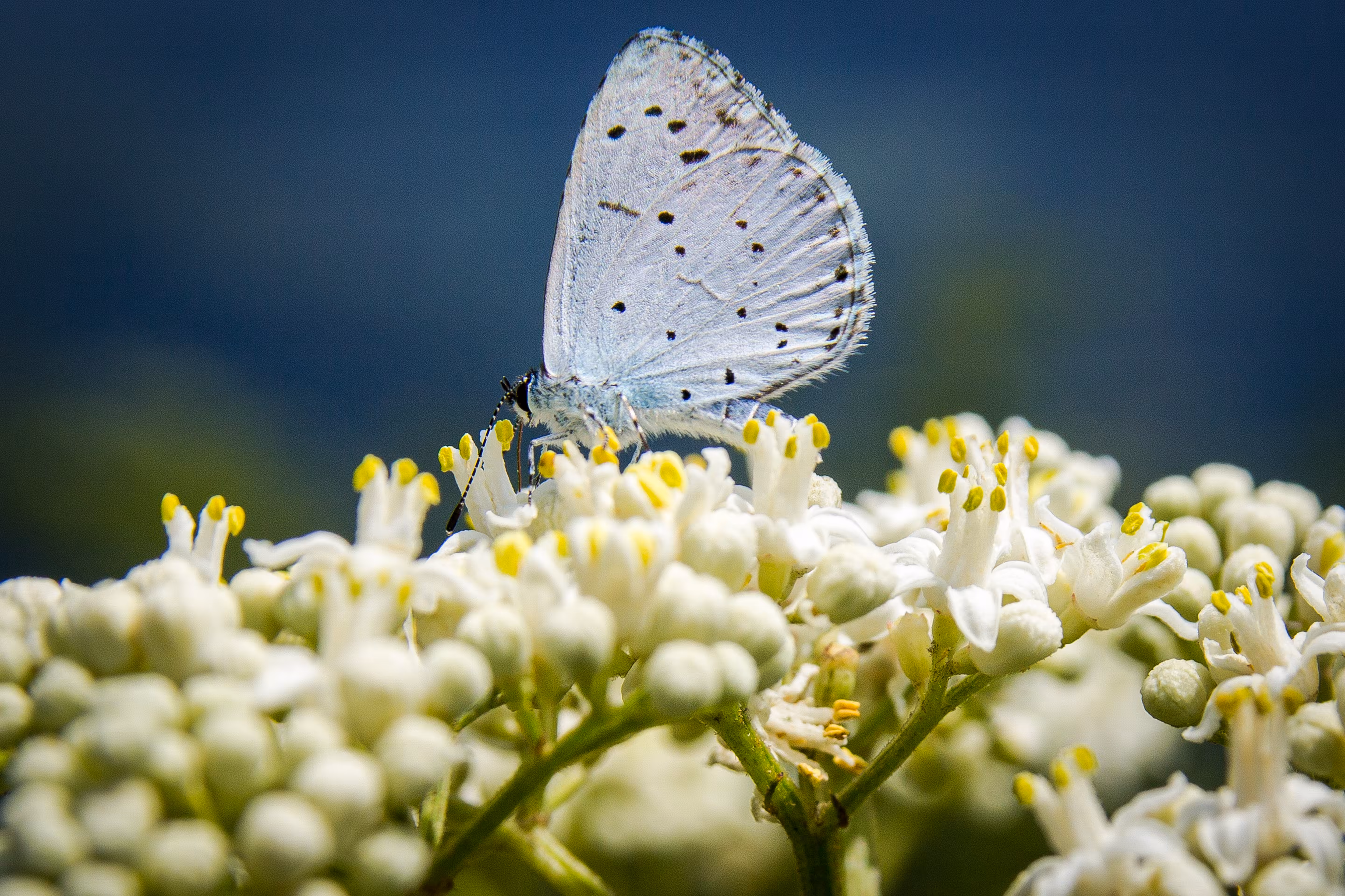 Dreamy Butterfly