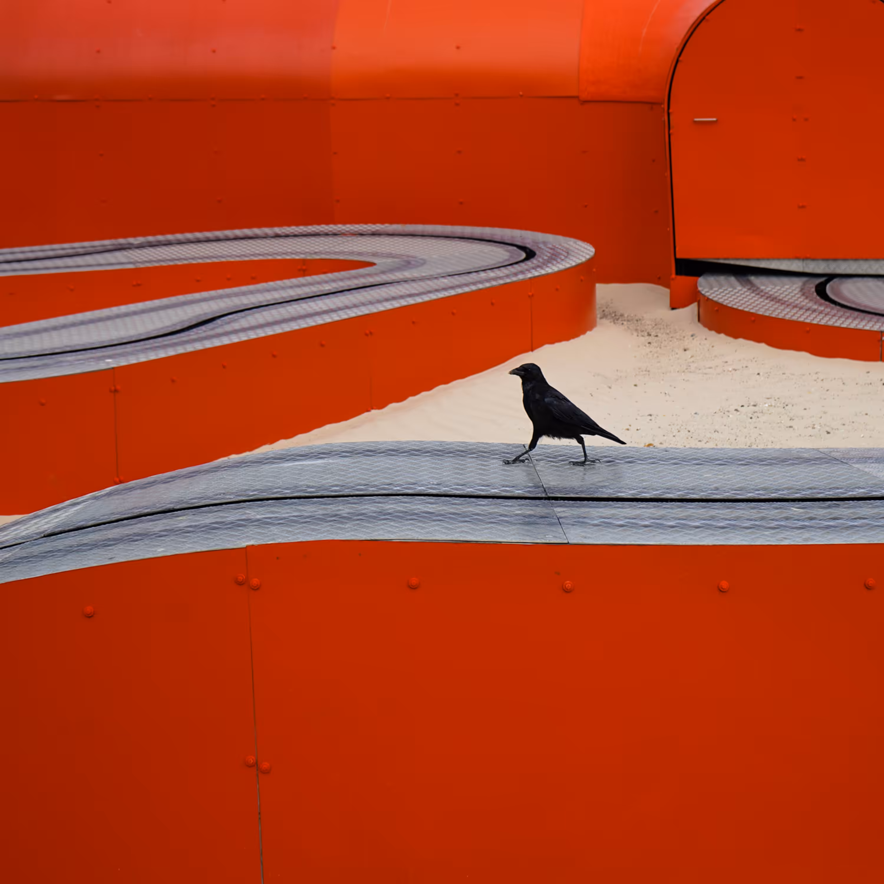 Crow on the Red