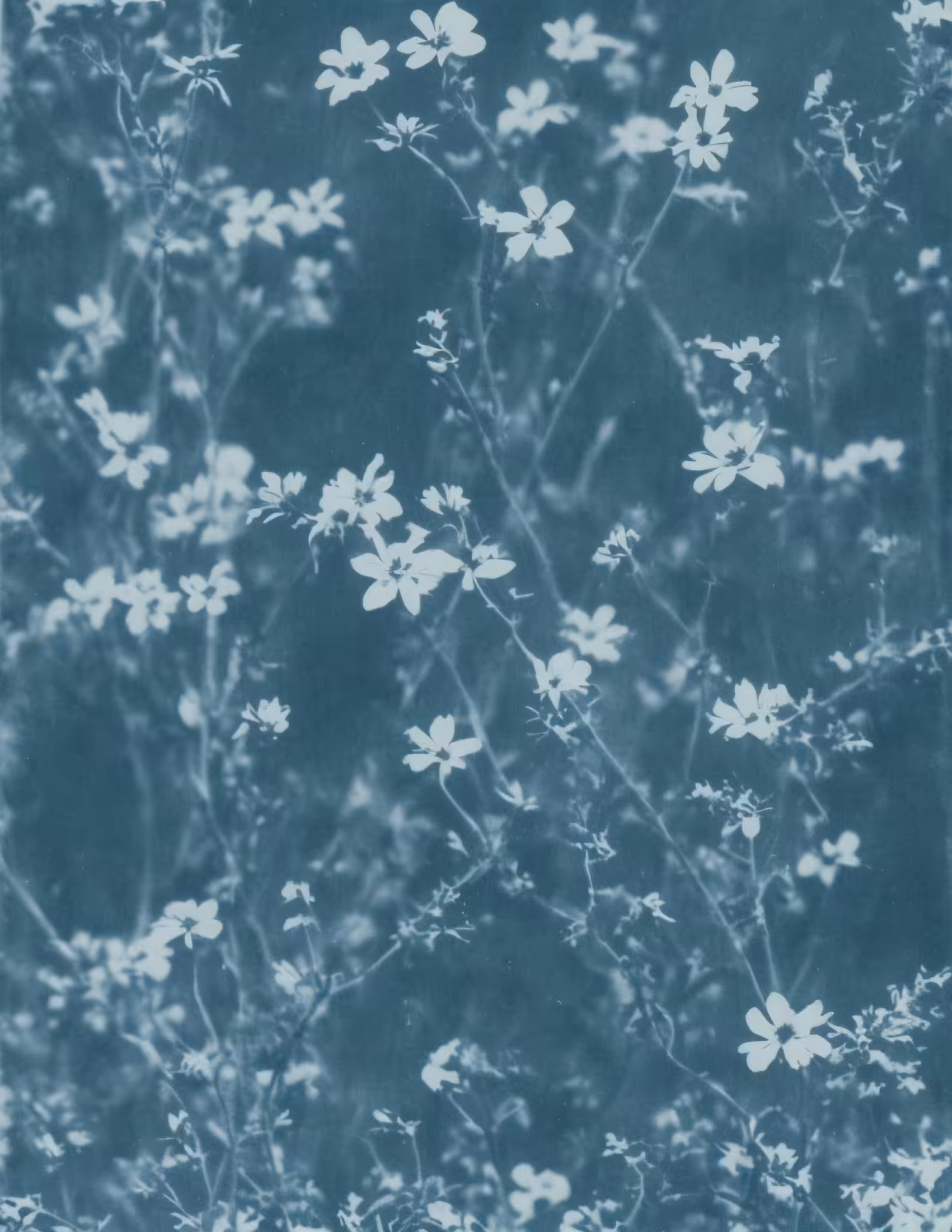 Forget me Not, Cyanotype, 1889
