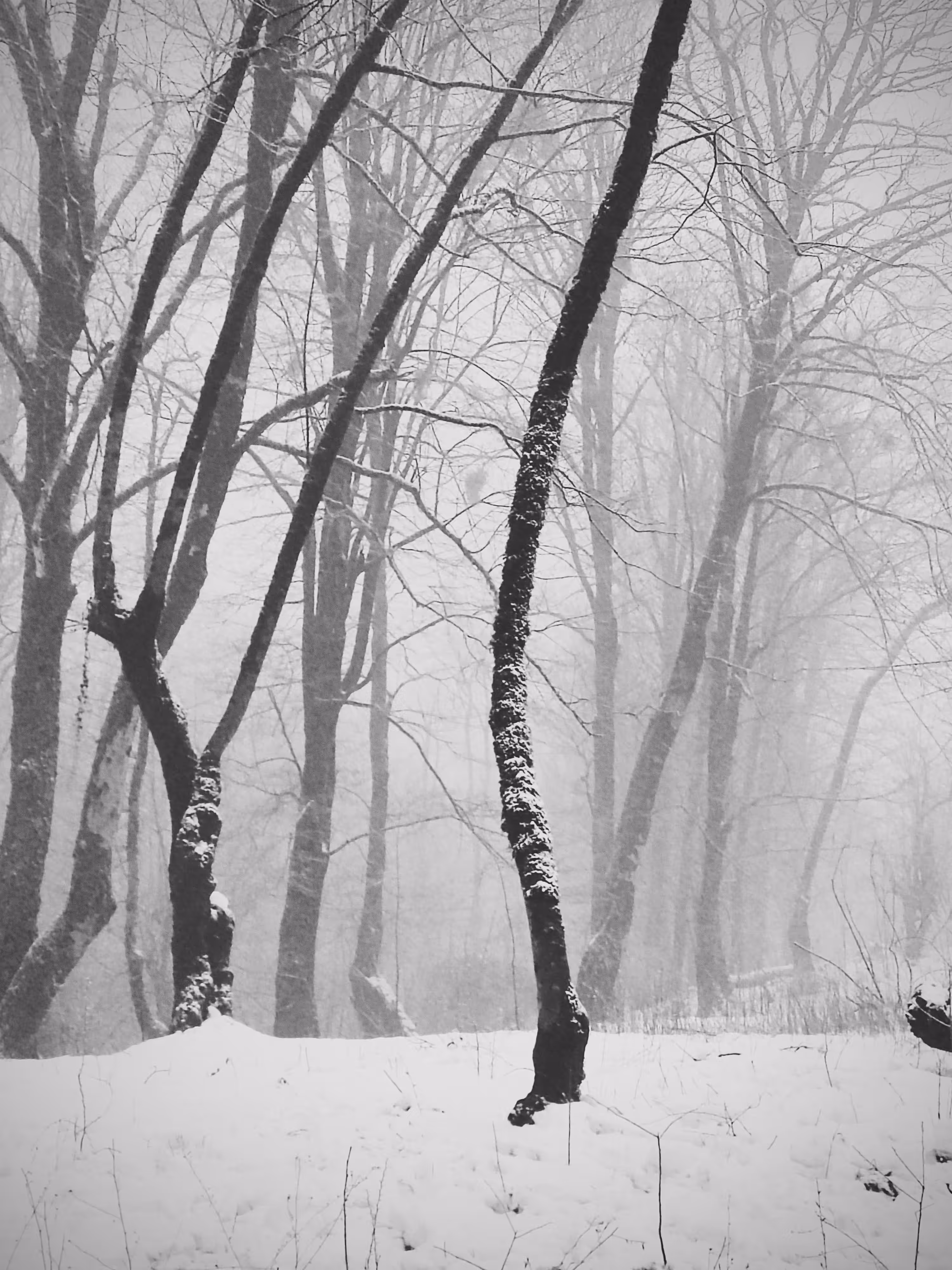 Winter sleep