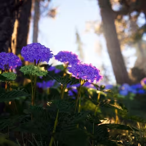 Hydrangea