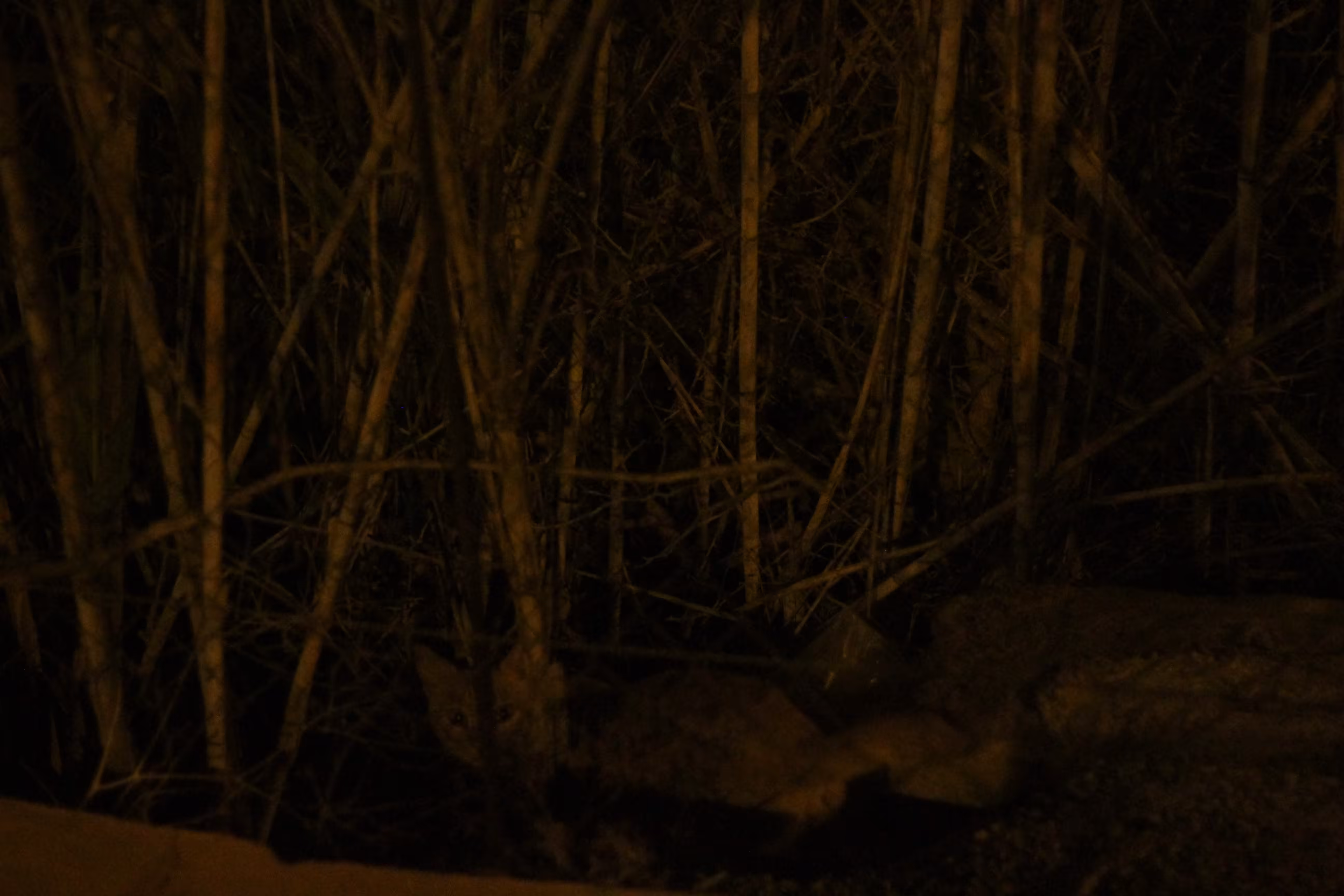 Wild Cat