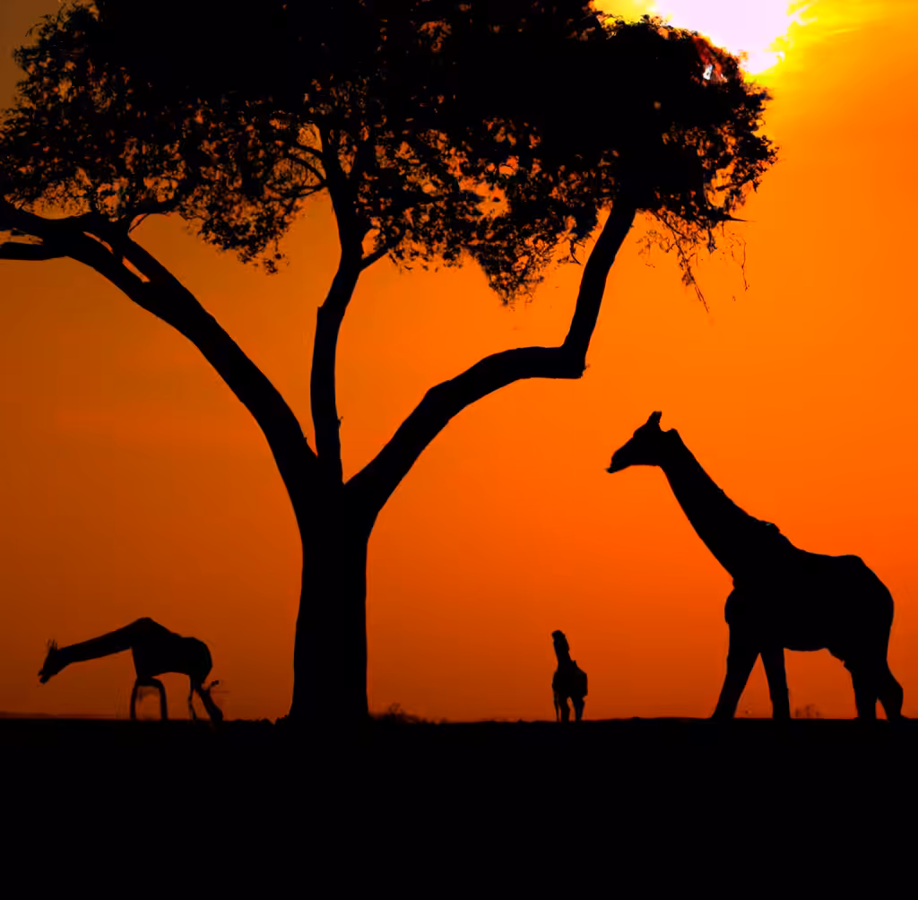Africa