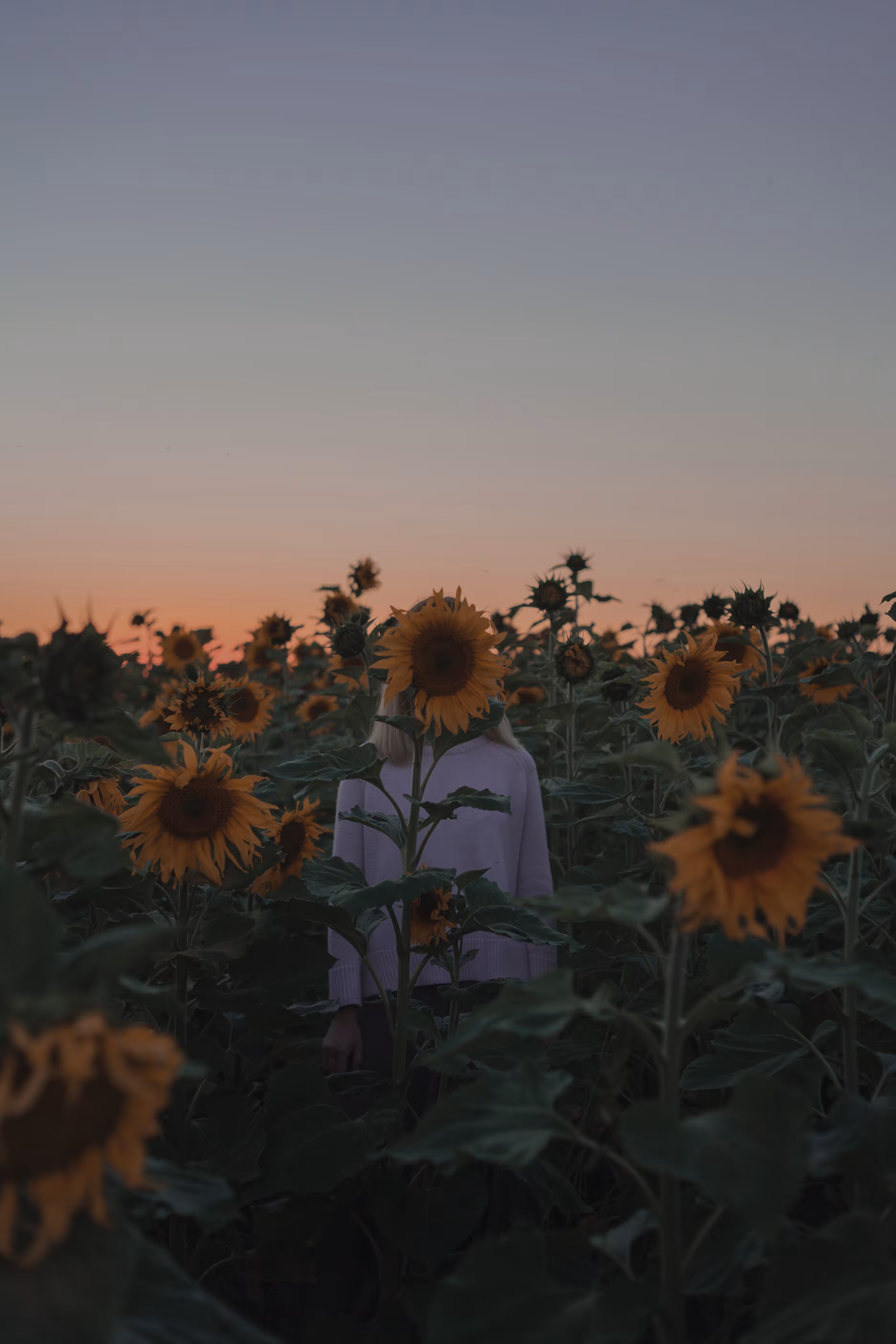 Summertime. Lost in sunflowers