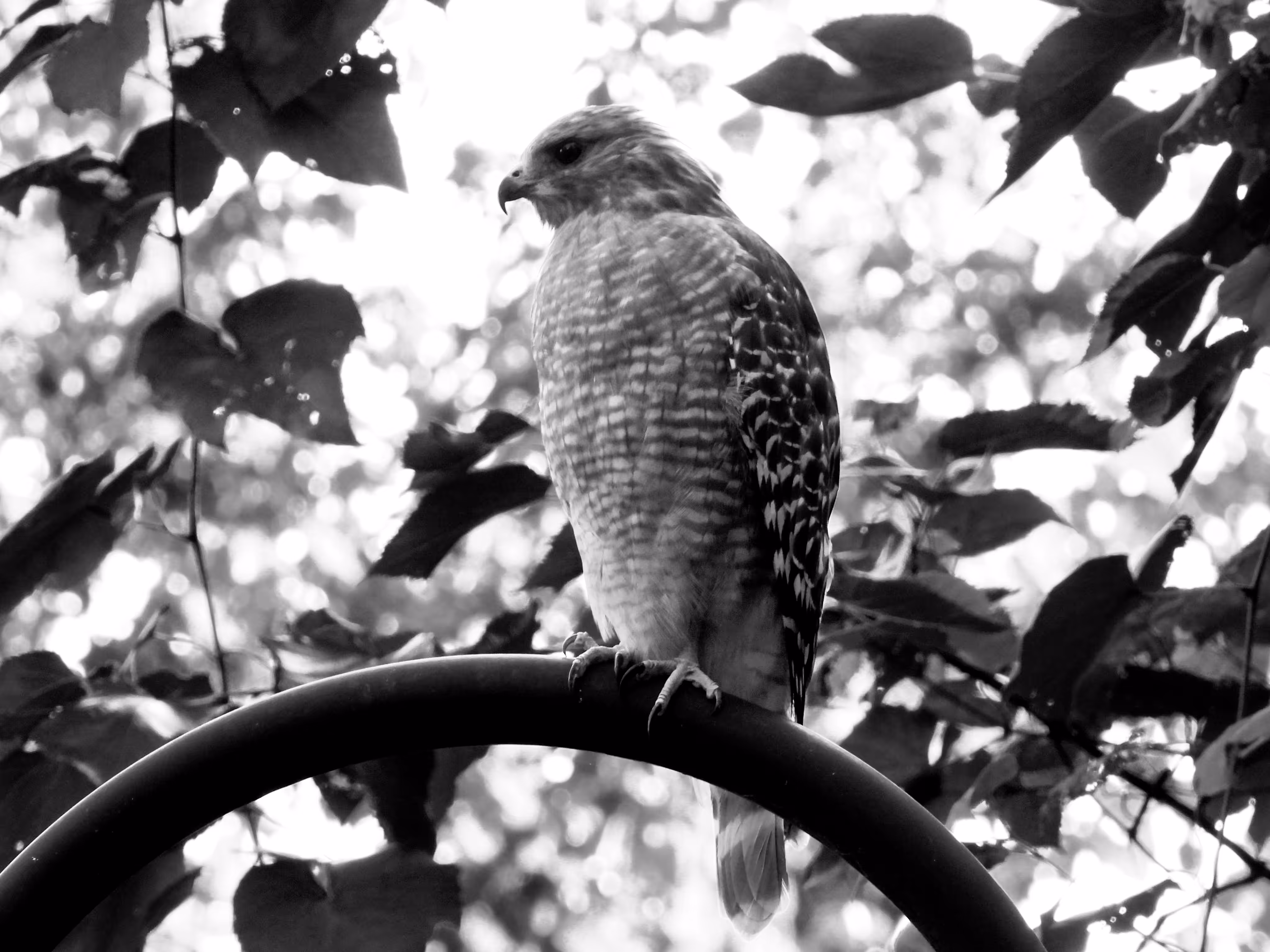 HICtober #01 - Red-shouldered Hawk