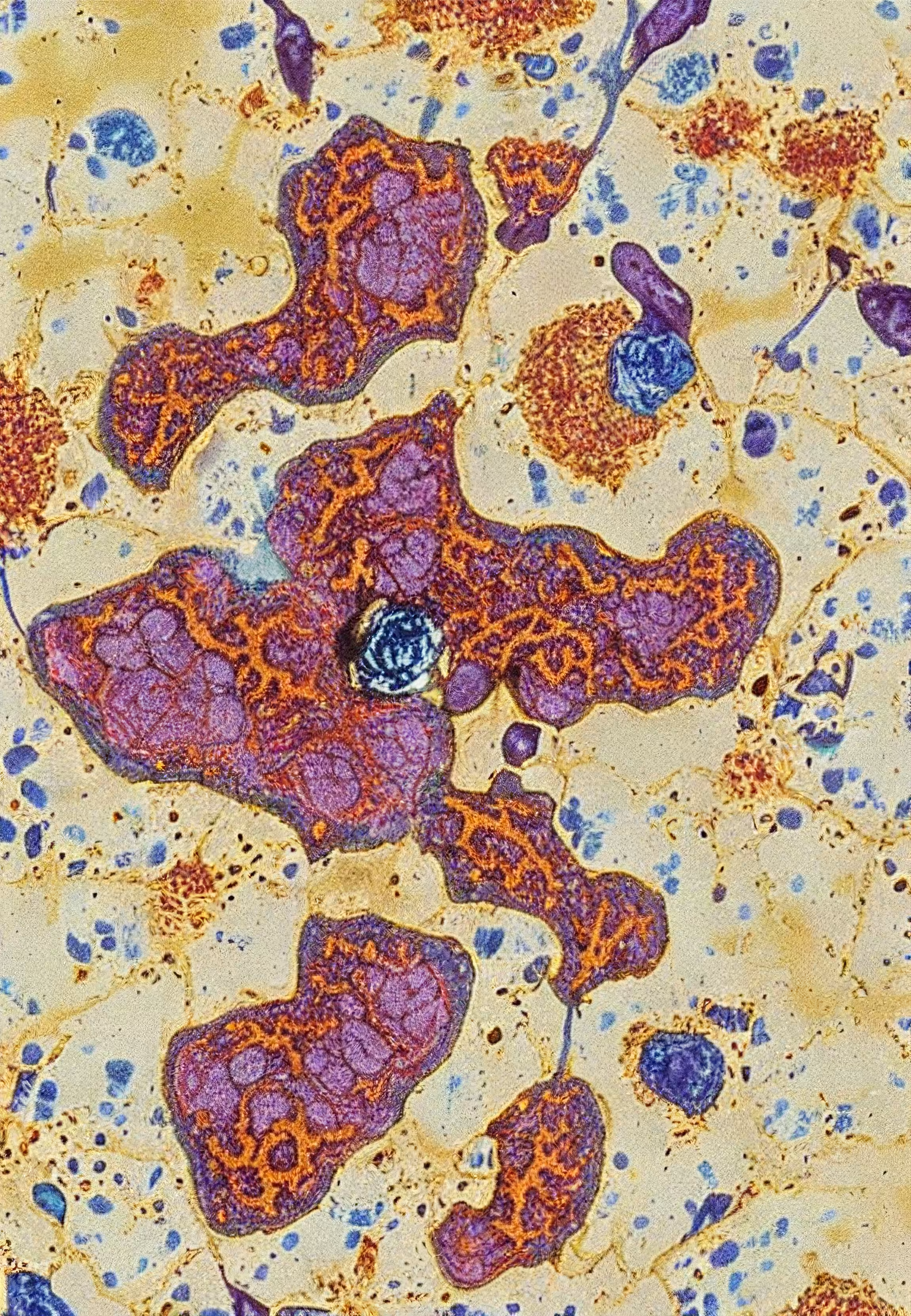 Histologia In Silico #111