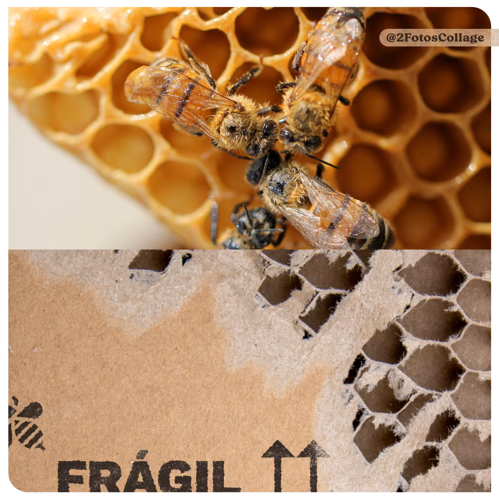 FRÁGIL WORLD 2FotosCollage