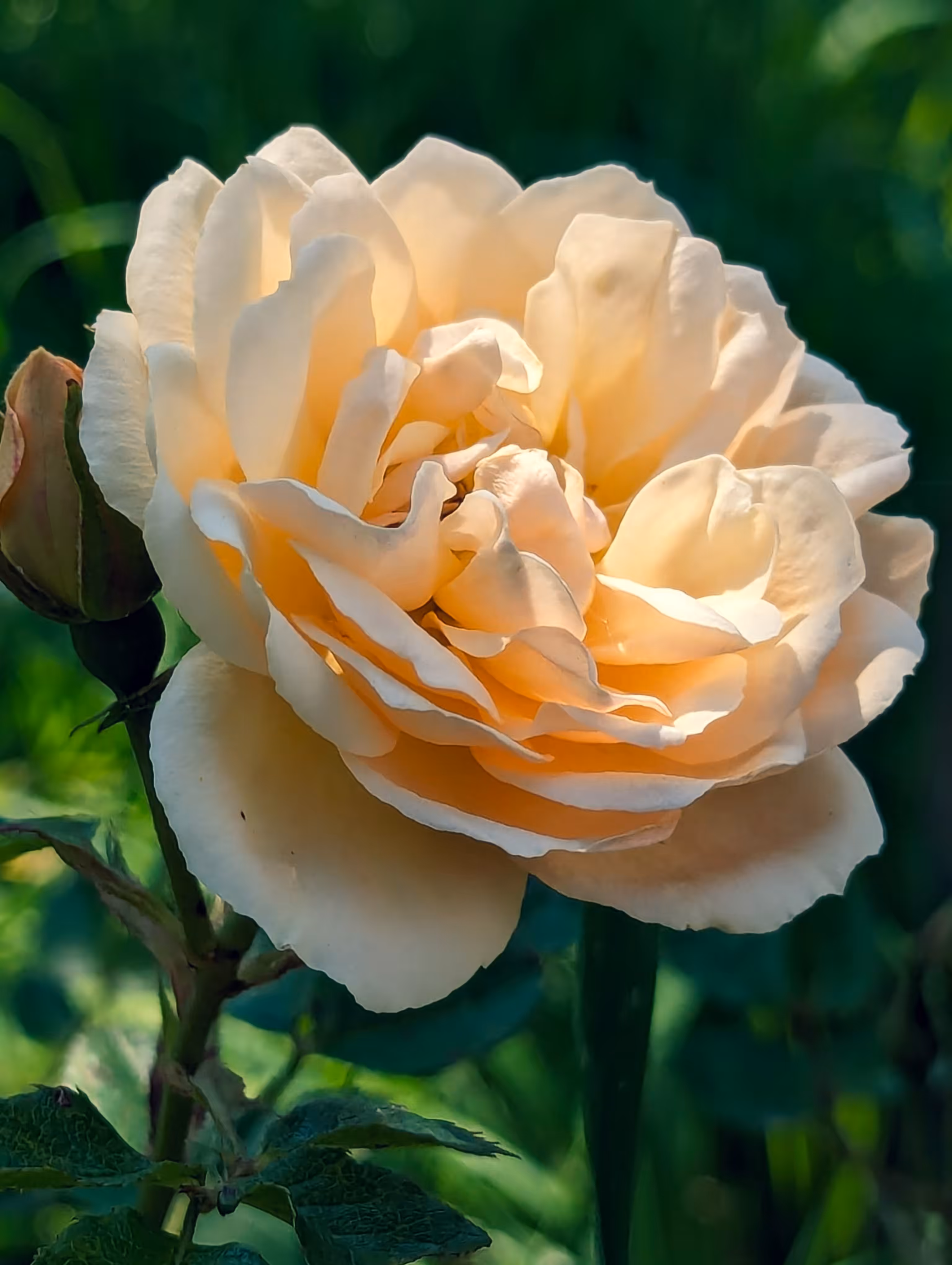 Rose glow