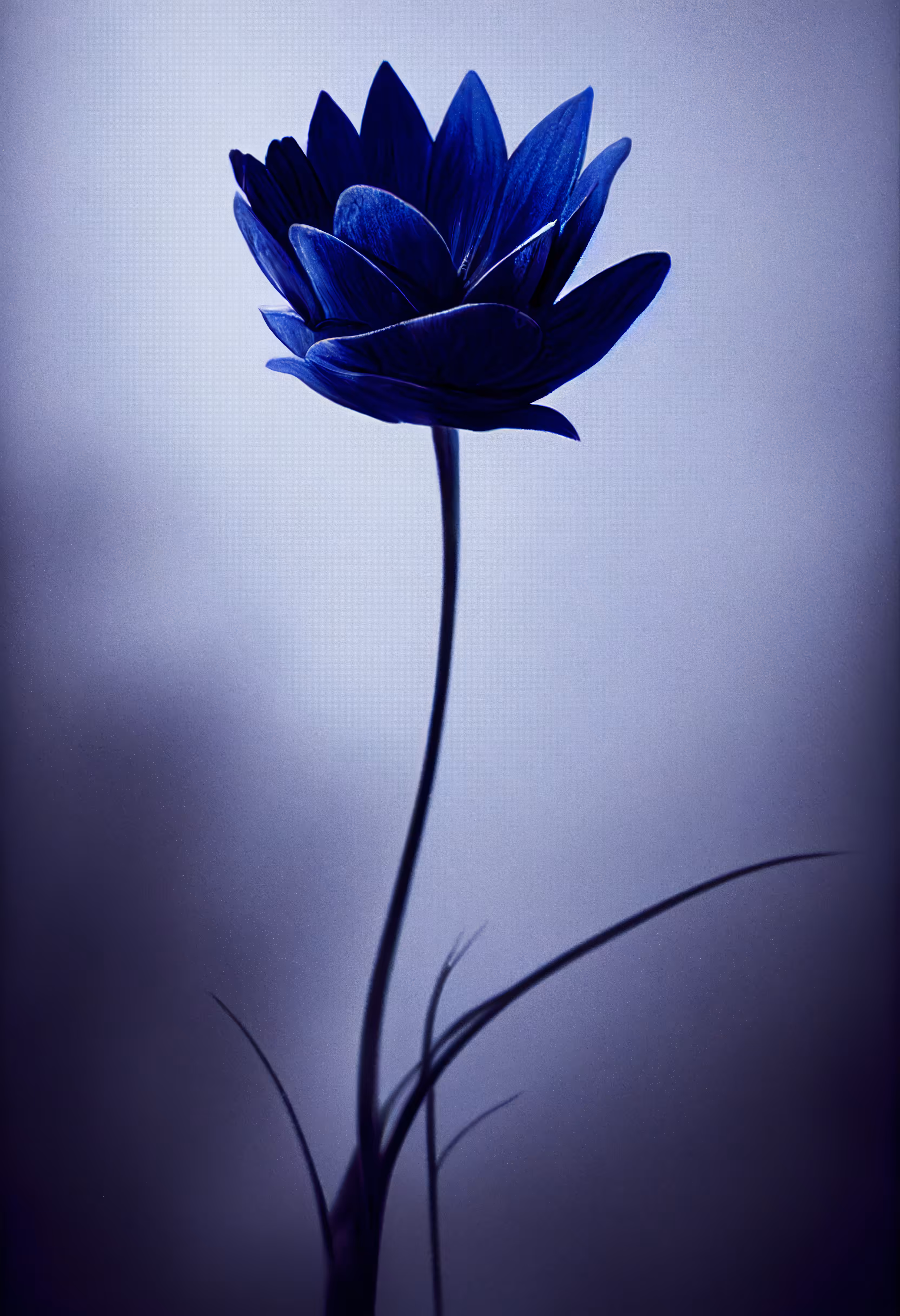 A Flower, Just For You. #115