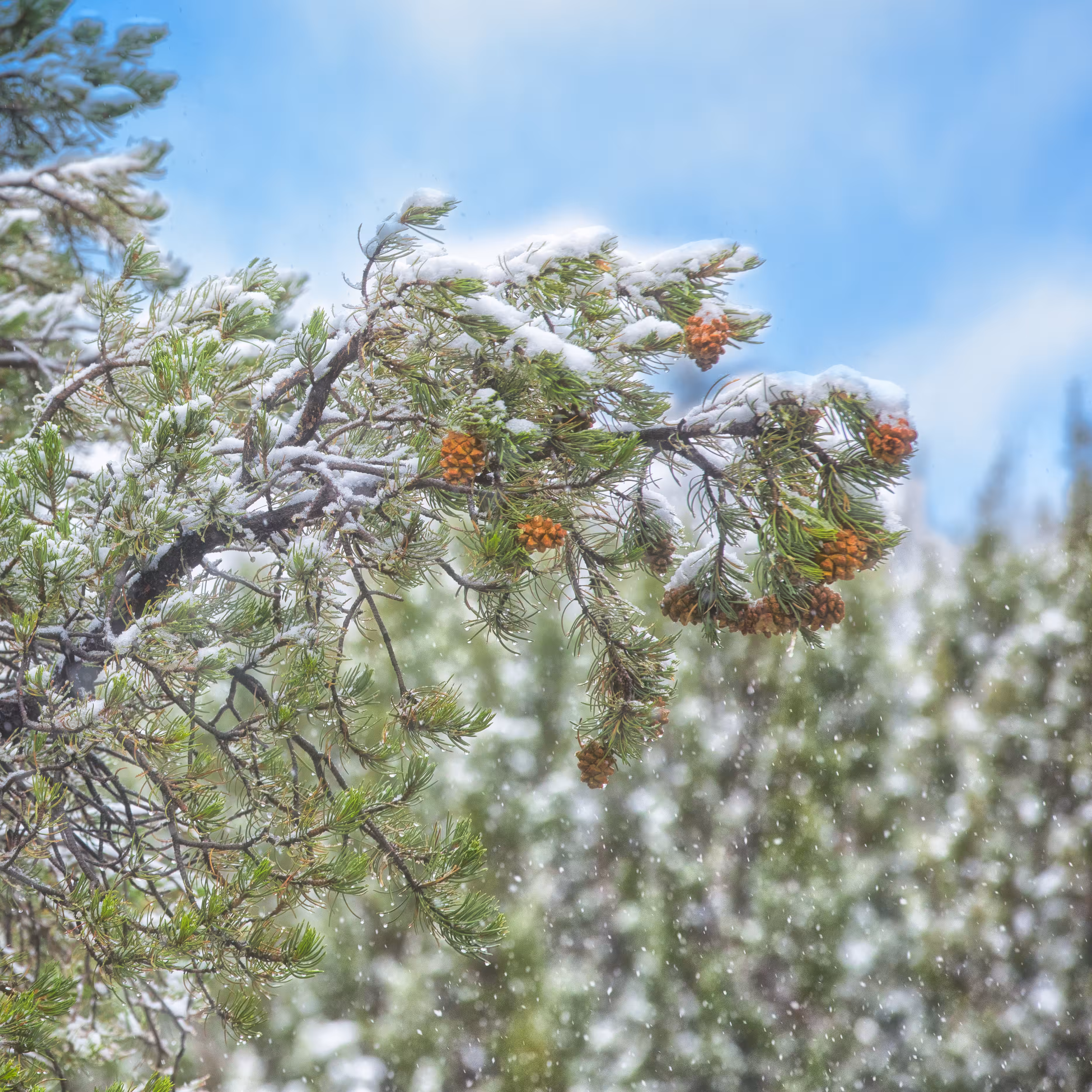 Frosted Pinyon