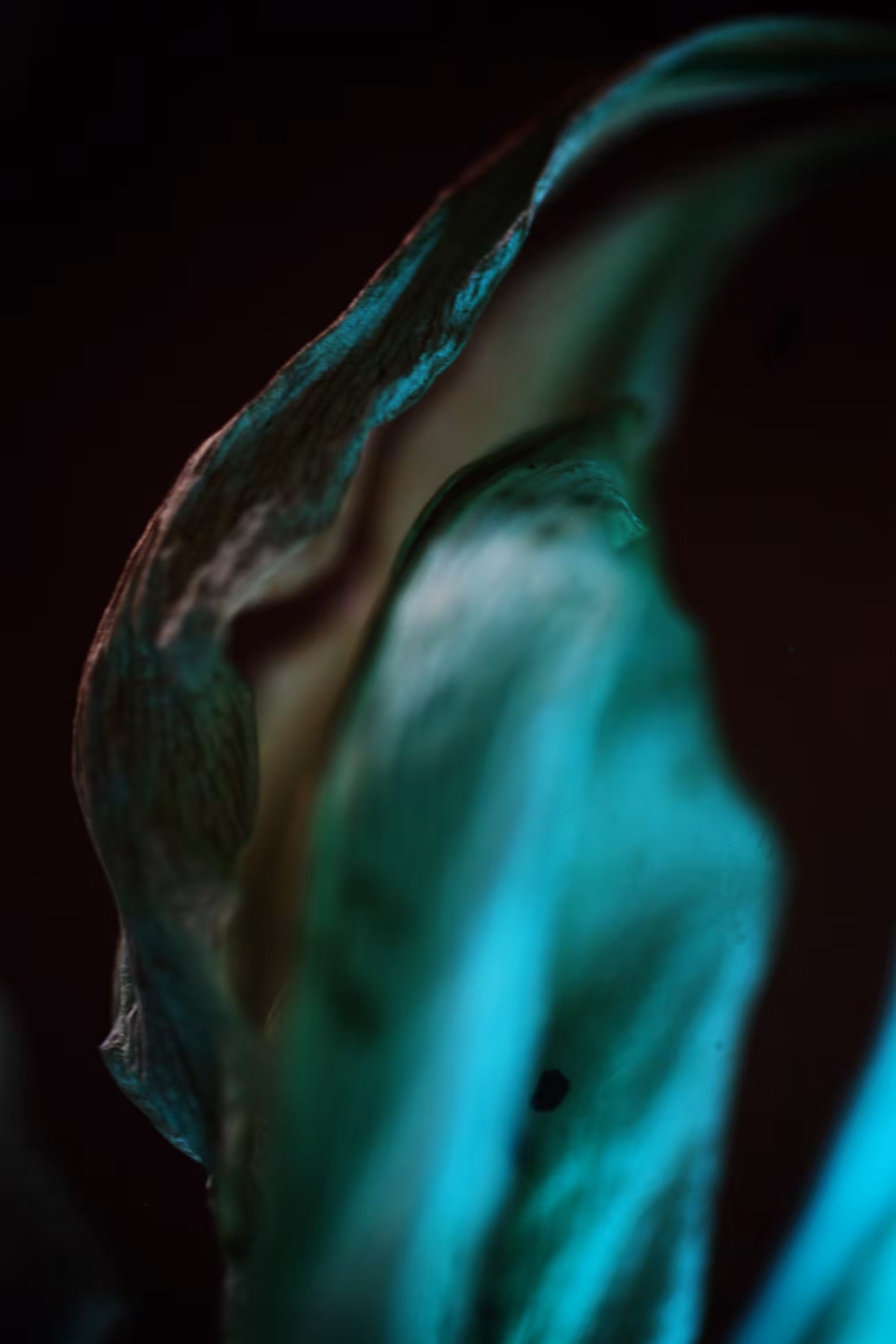 Lilium-vacum_02