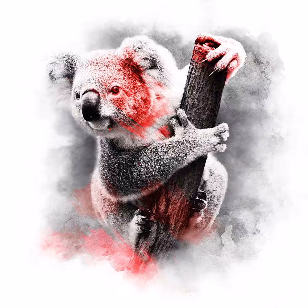 RED SERIES - KOALA