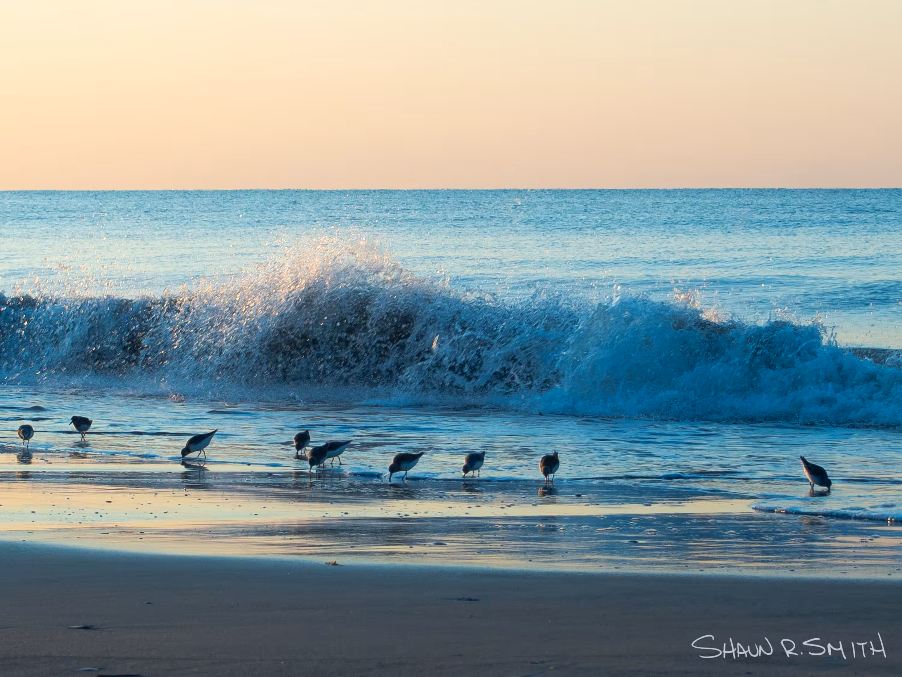 Blue Splash Sandpipers