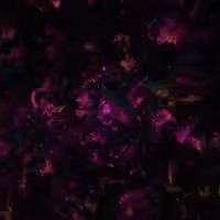 Lithogenesis In Pink