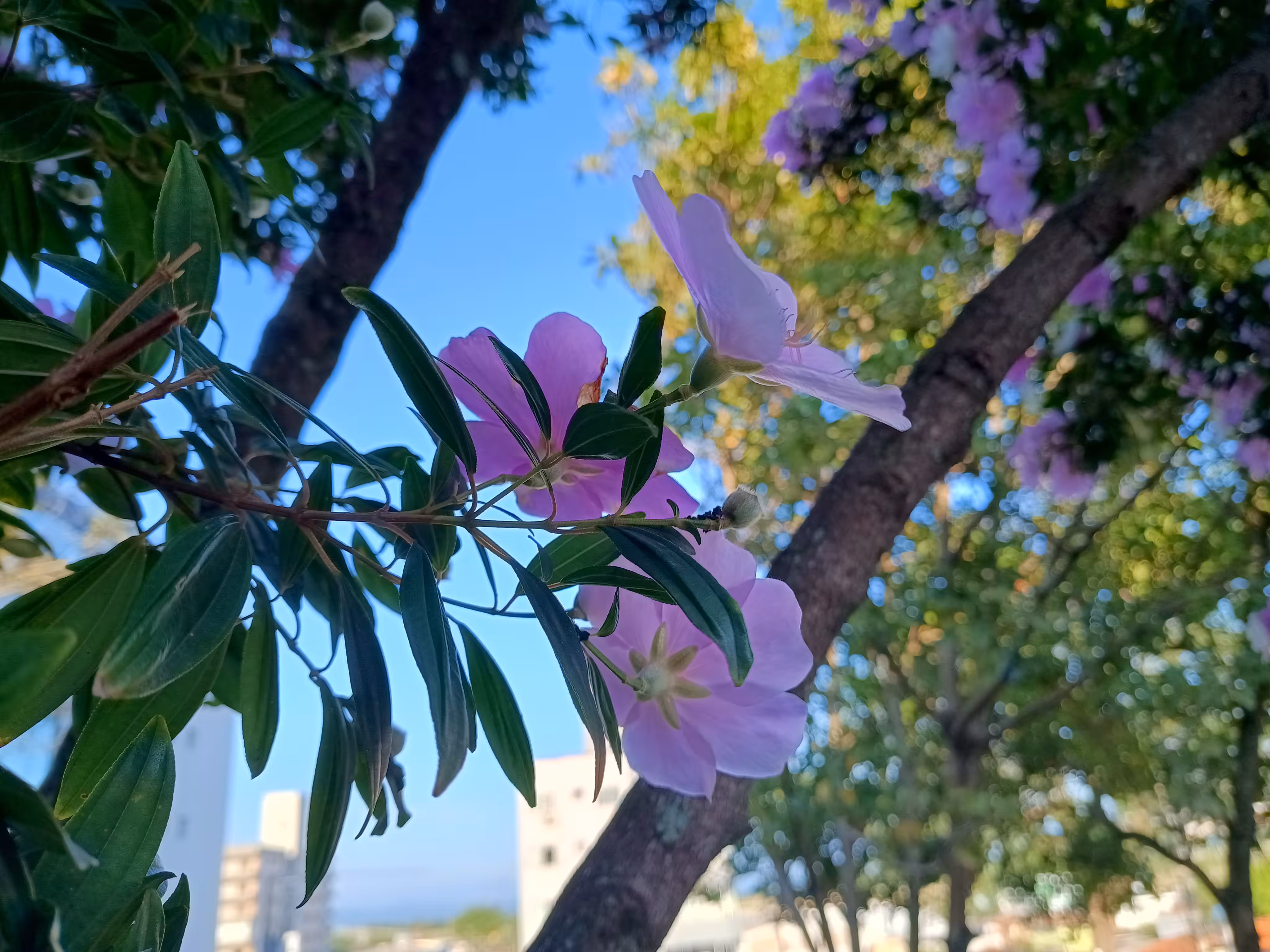 Charming flower