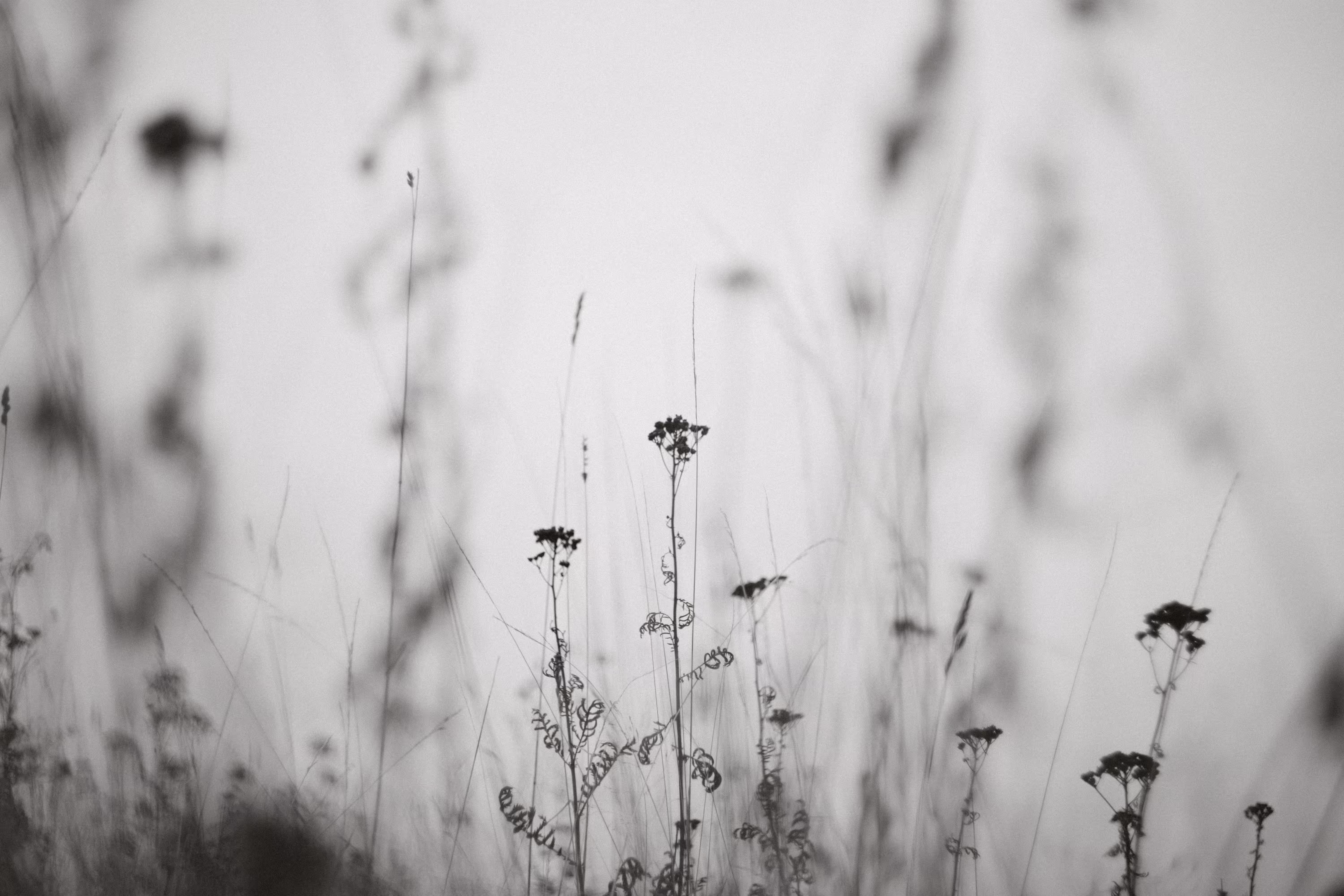 lying in the field