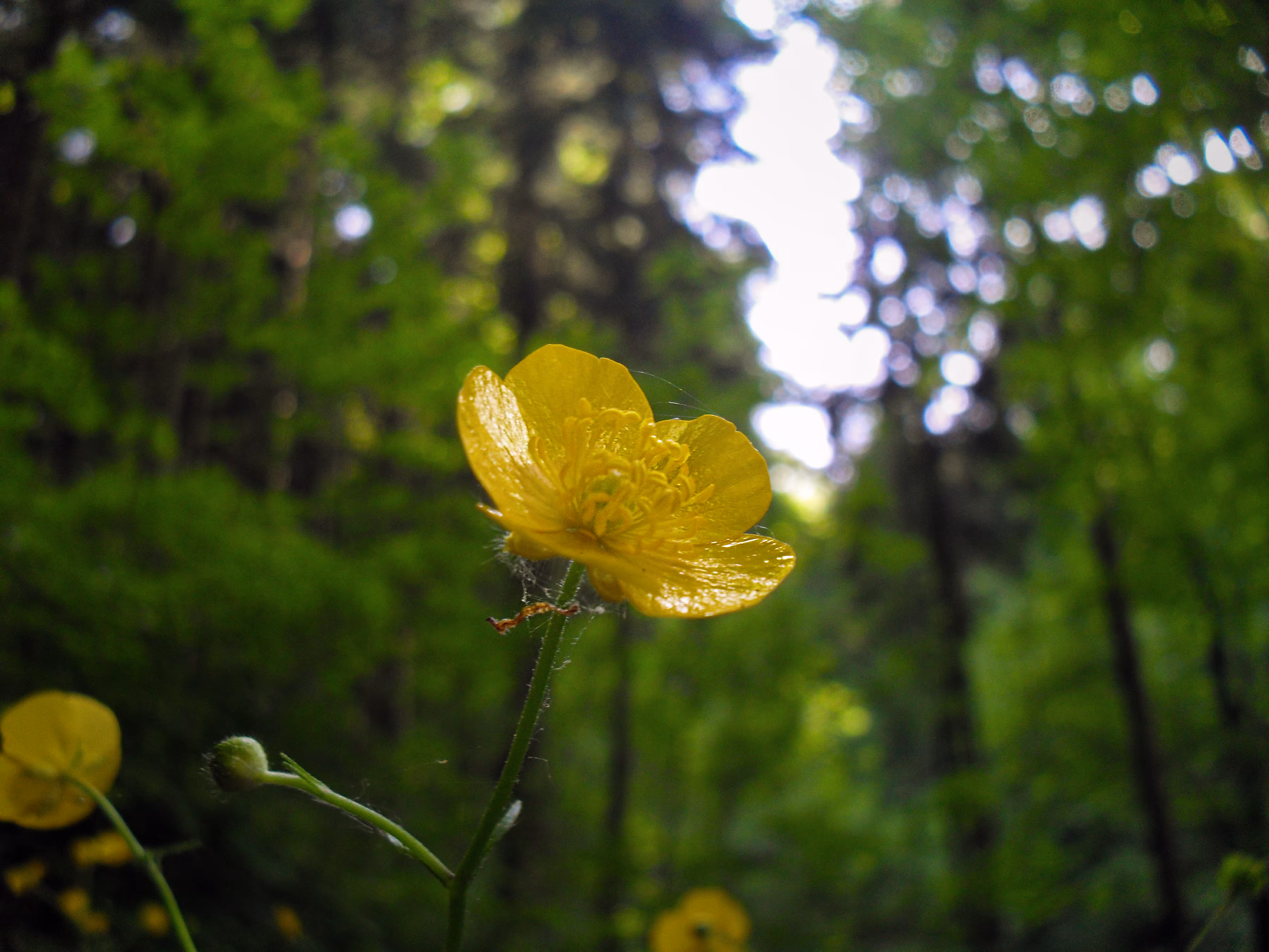 Ranunculus flammula