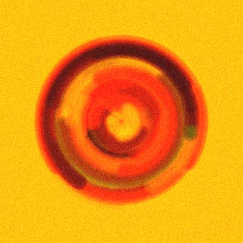 Wisp #943