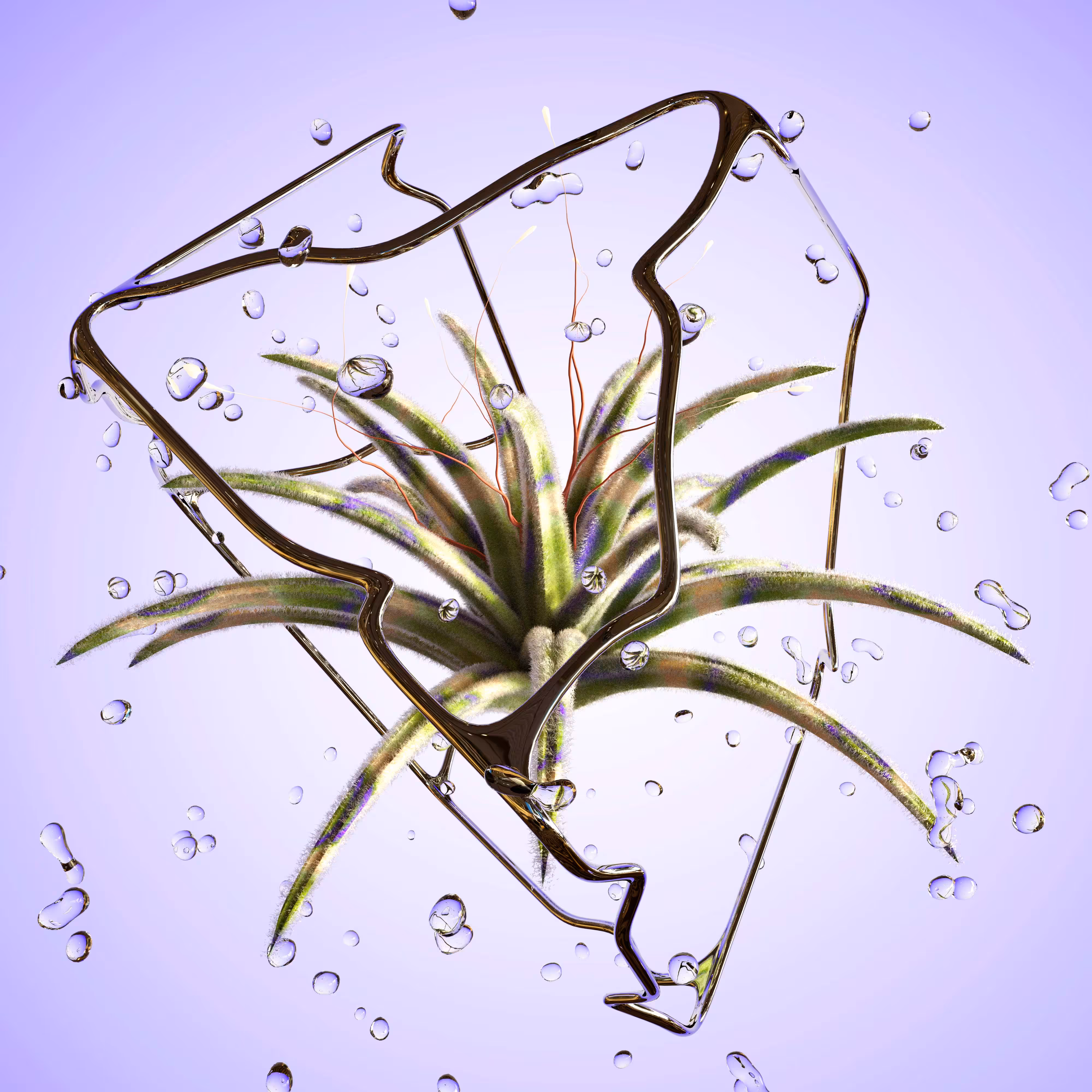 Aloe Villosus
